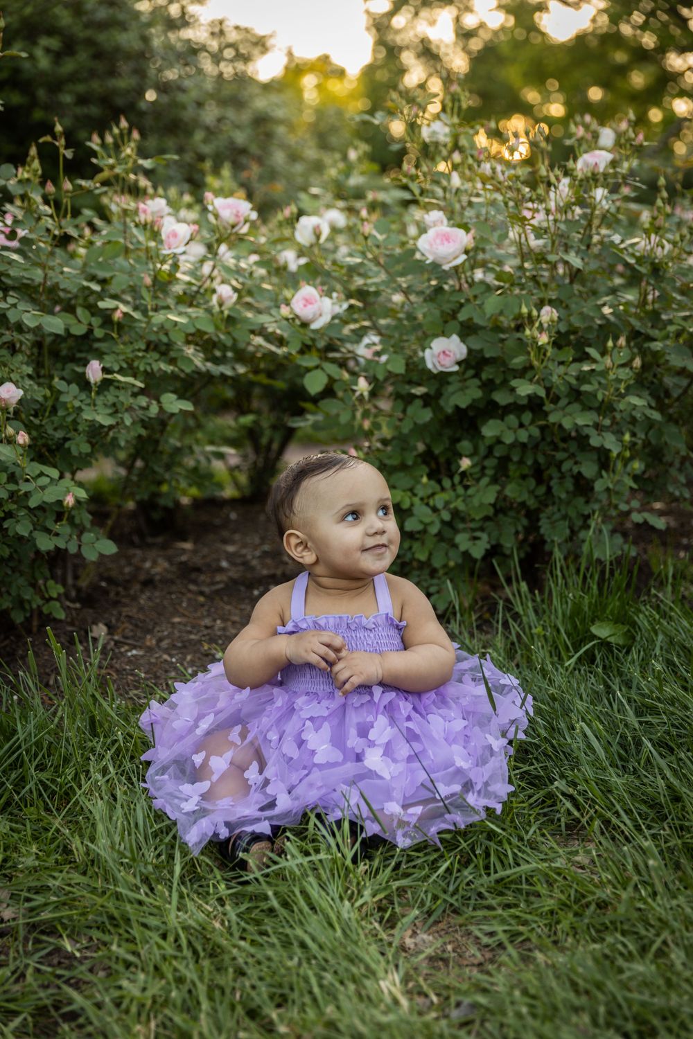 Child in purple tulle dress sitting among blooming rose bushes at sunset.