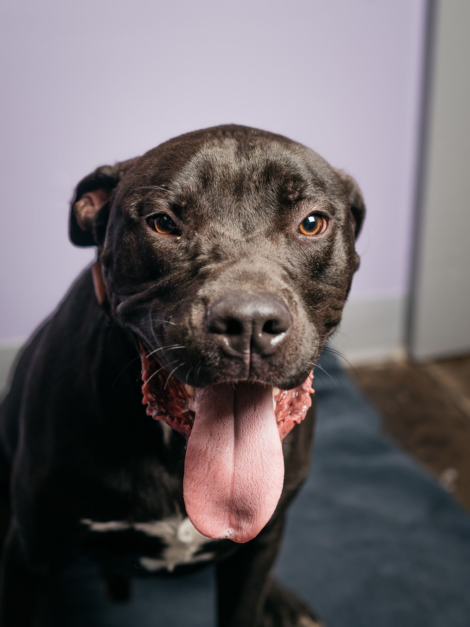 A black dog with a pink tongue poses playfully in a series of close-up shots.