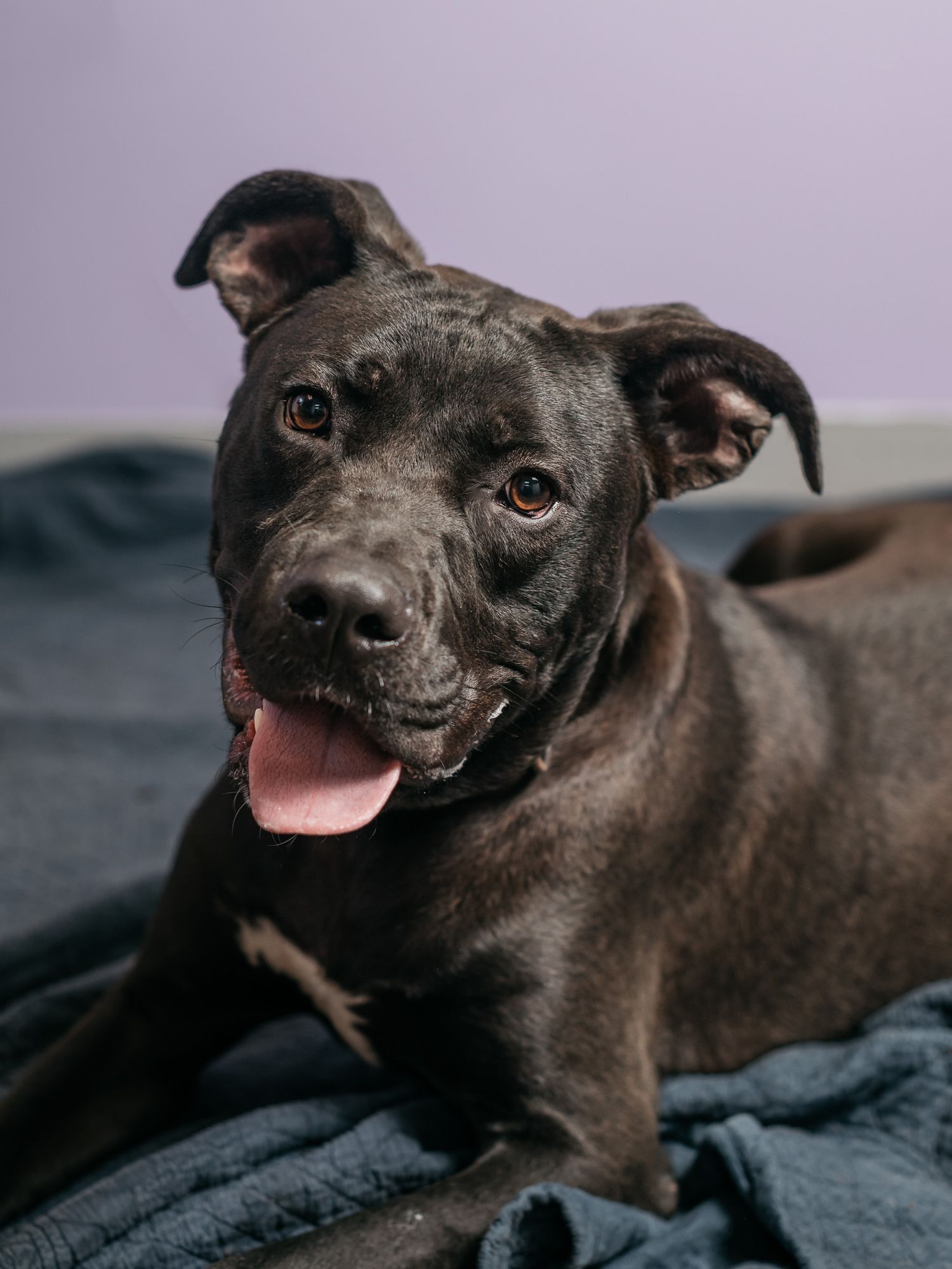 A dark-coated dog relaxes on blue fabric while showing various expressions in portrait shots.