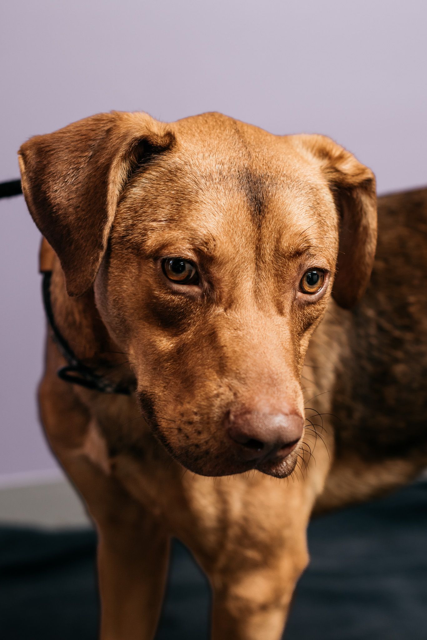 Close up portrait of a tan colored dog with droopy ears looking thoughtfully to the side.