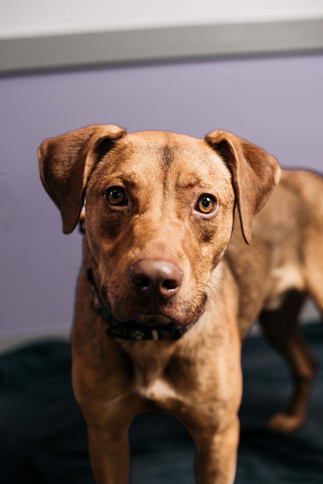 Front view of an alert tan dog with focused eyes and perked ears against a purple wall.