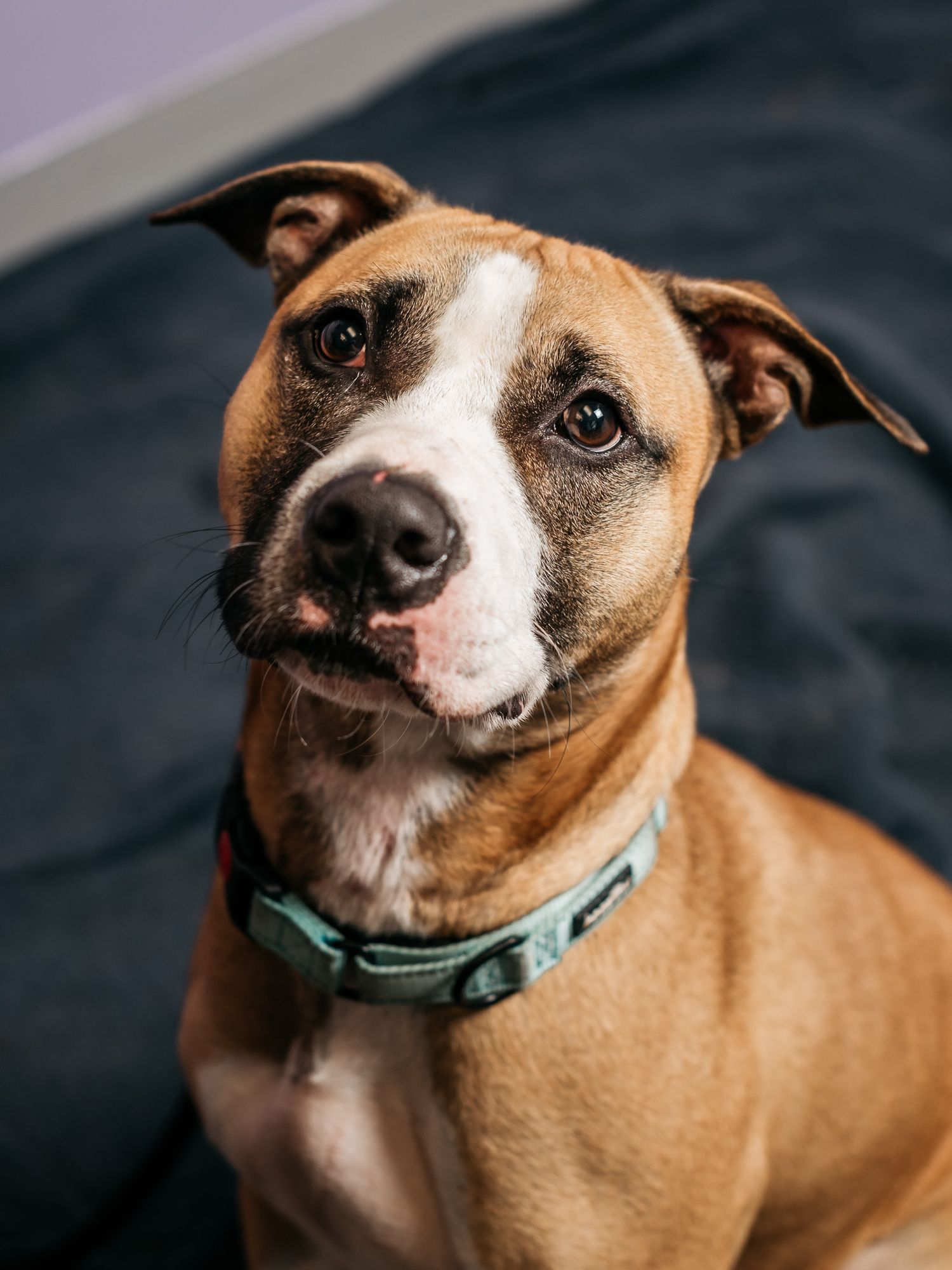 Happy brown and white dog wearing a teal collar shows friendly expression.