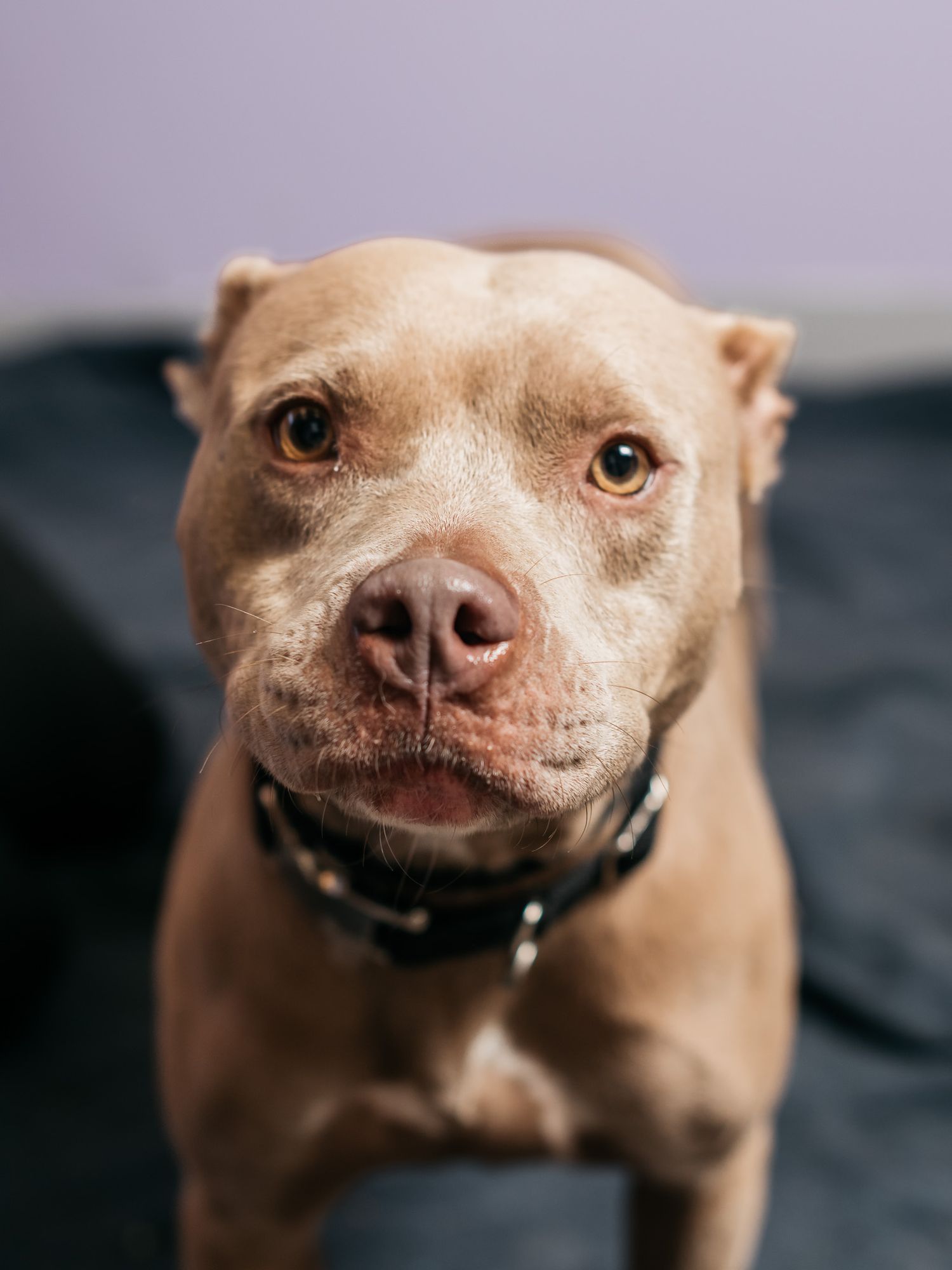 Close-up of a tan pitbull mix with gentle eyes wearing a dark collar.