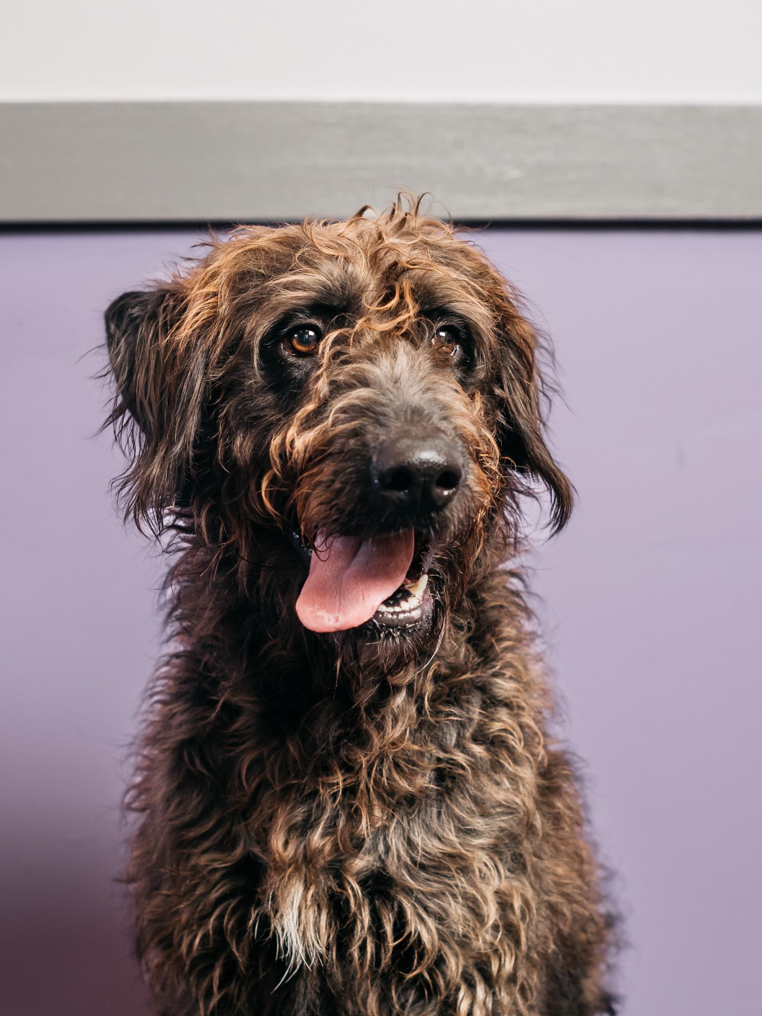 Shaggy brown doodle dog with curly fur smiling at camera against purple background.