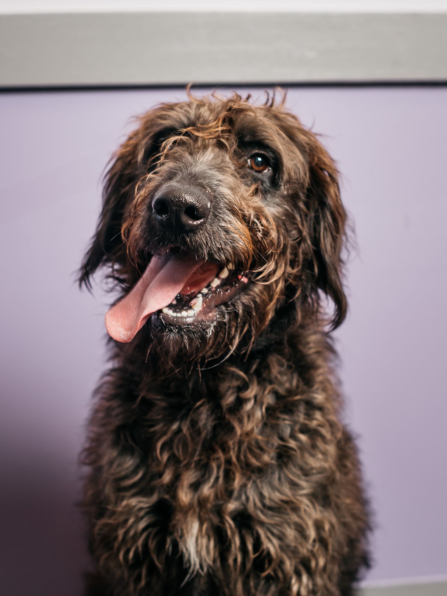 Happy scruffy brown dog with curly coat and tongue out looking upward.