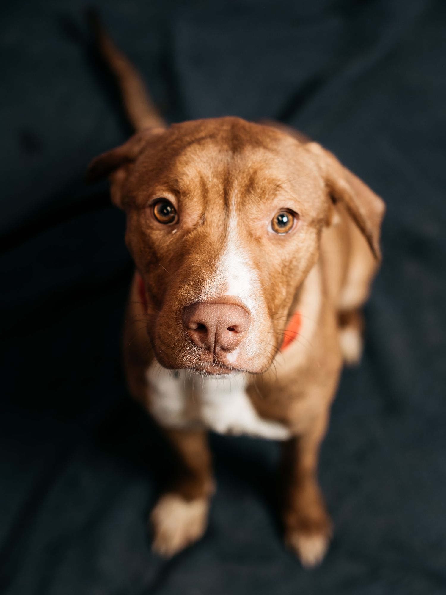 Puppy portraits by mjphotograph to help promote the "adopt don't shop" mentality for future families looking to get a dog.