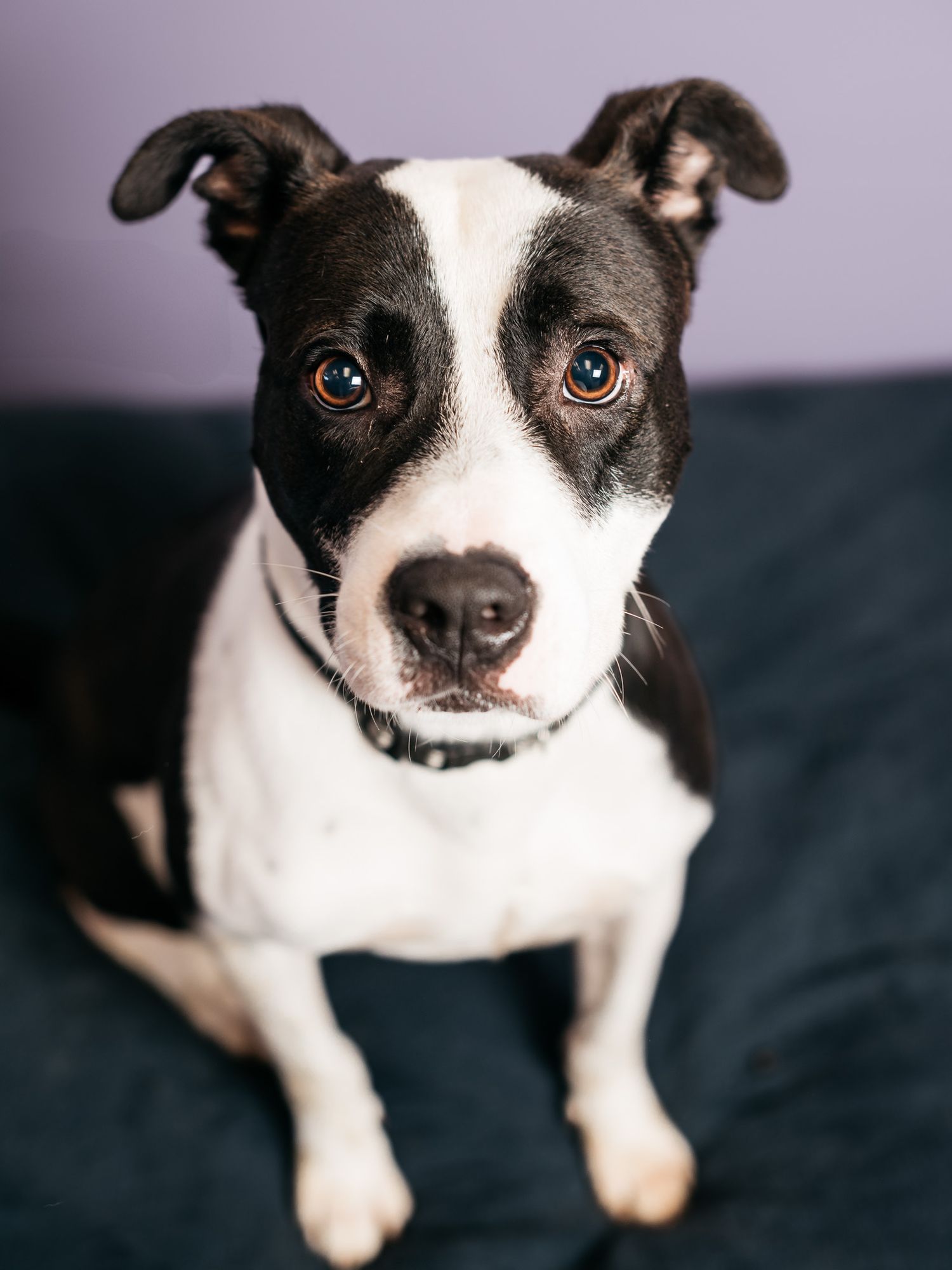Black and white spotted dog with pointed ears looking directly at camera on dark couch.