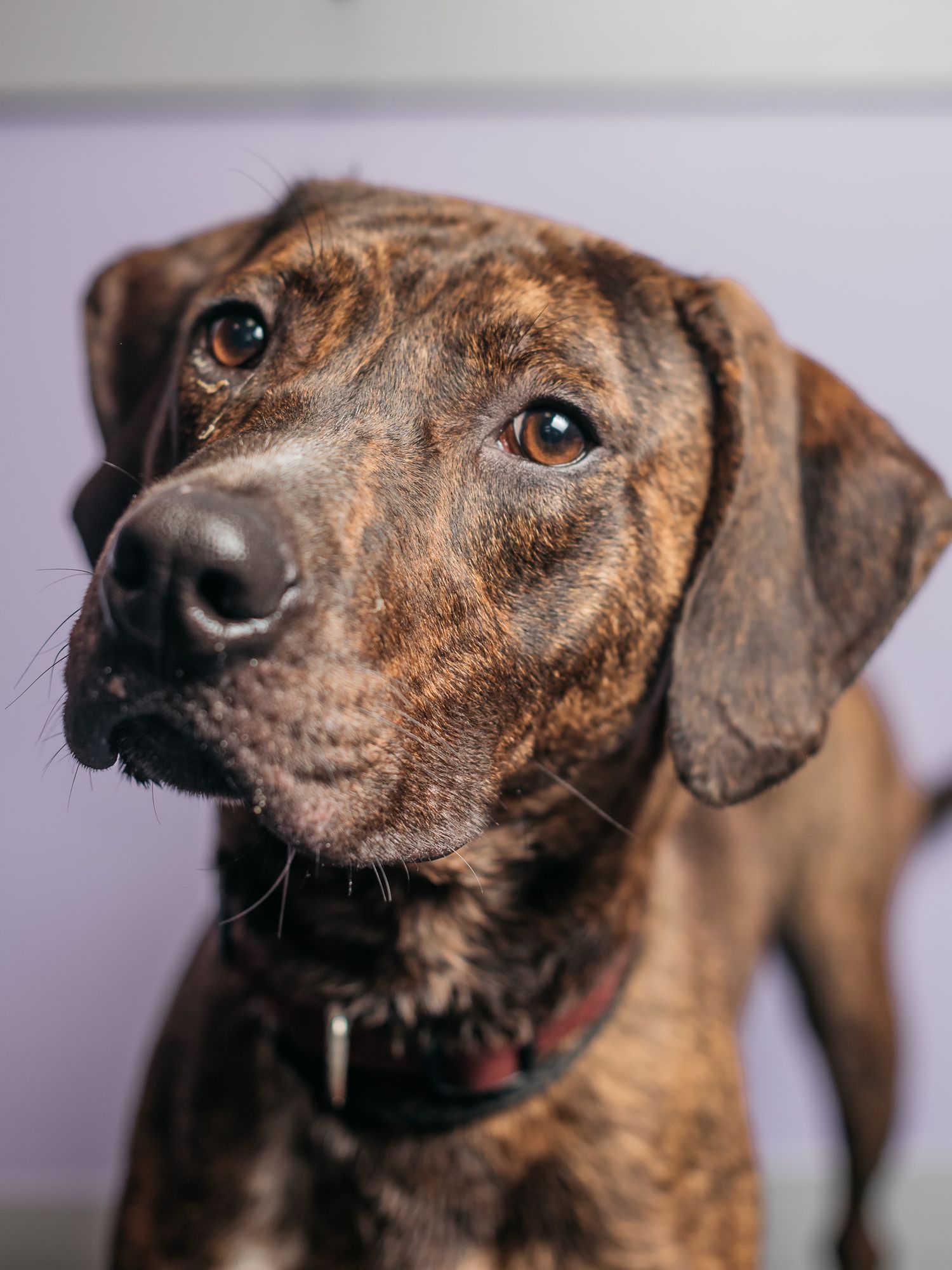 A brindle colored dog with wrinkled features looks intently at the camera in multiple angles.