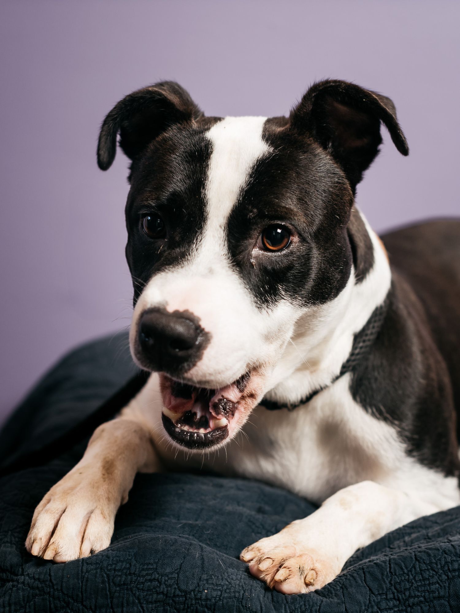 Smiling black and white dog relaxing on dark cushion with purple wall background.