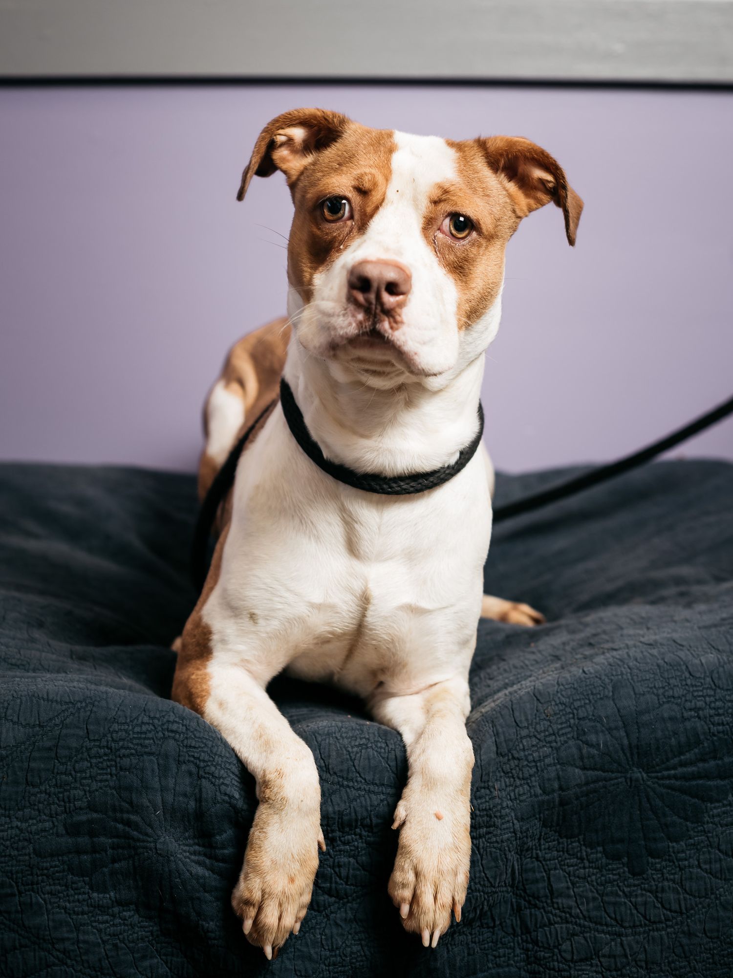 Brown and white spotted dog sitting attentively on dark fabric with purple wall background.