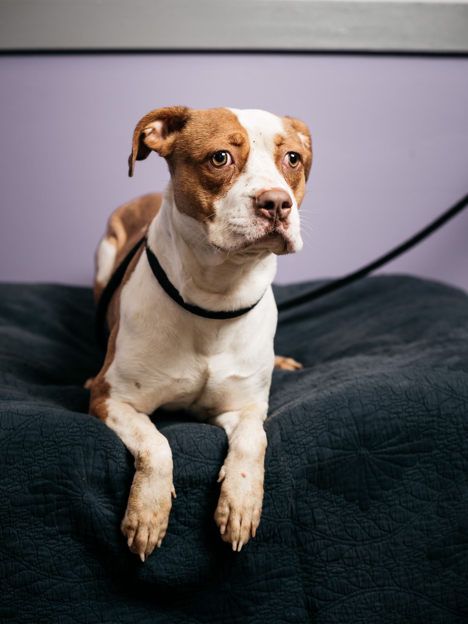 Brown and white spotted dog with black collar laying on textured dark couch.