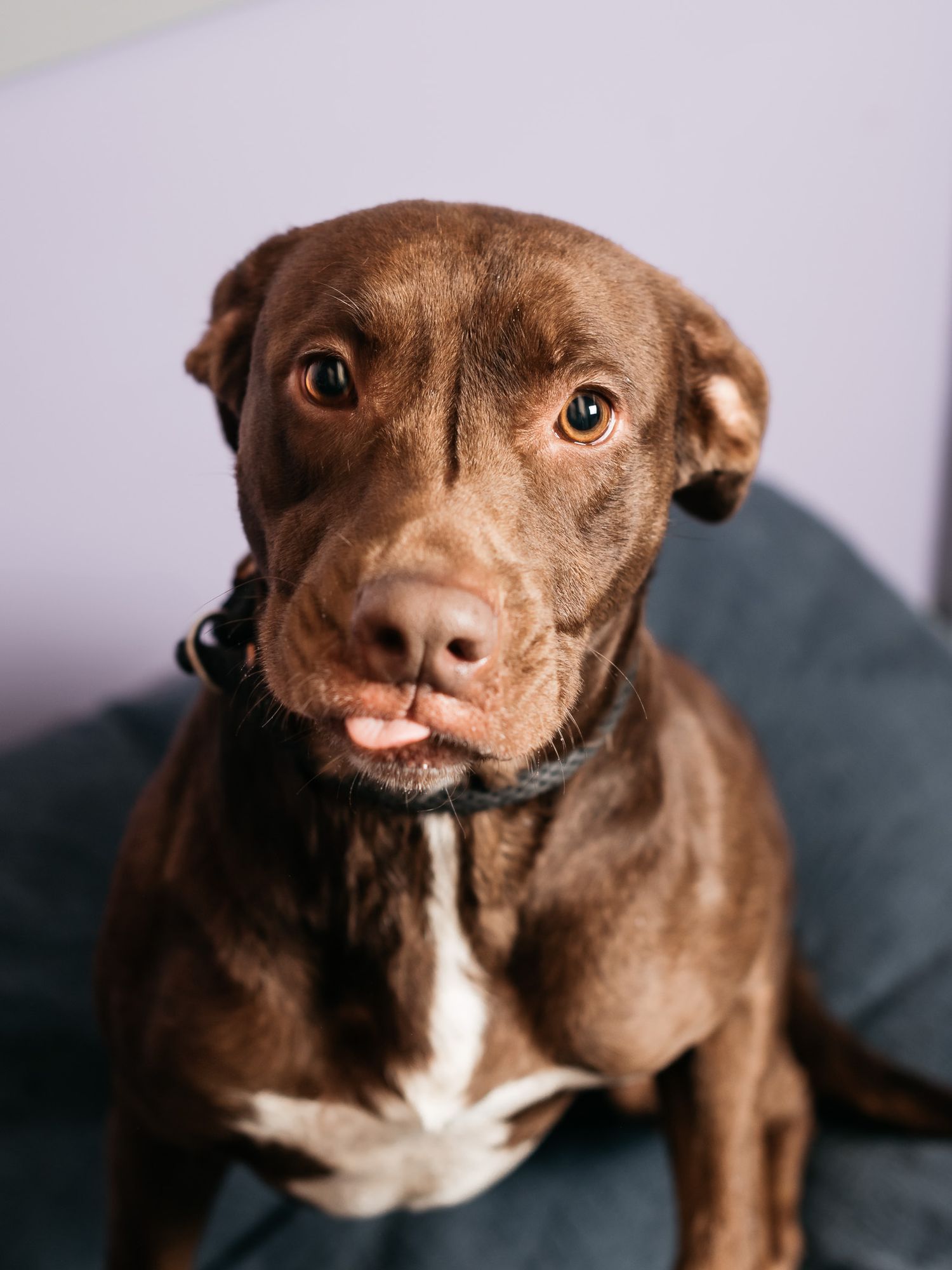 Brown and white pit bull type dog with expressive eyes looking at camera with slight smile.