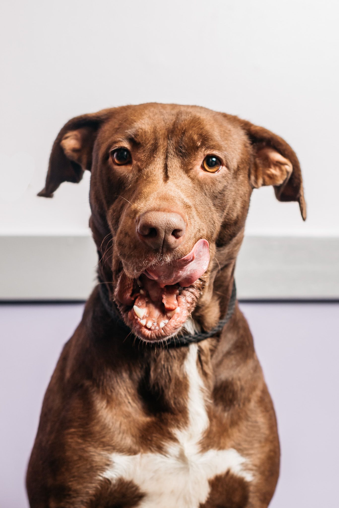 Happy chocolate colored dog with white chest showing playful expression with mouth open.
