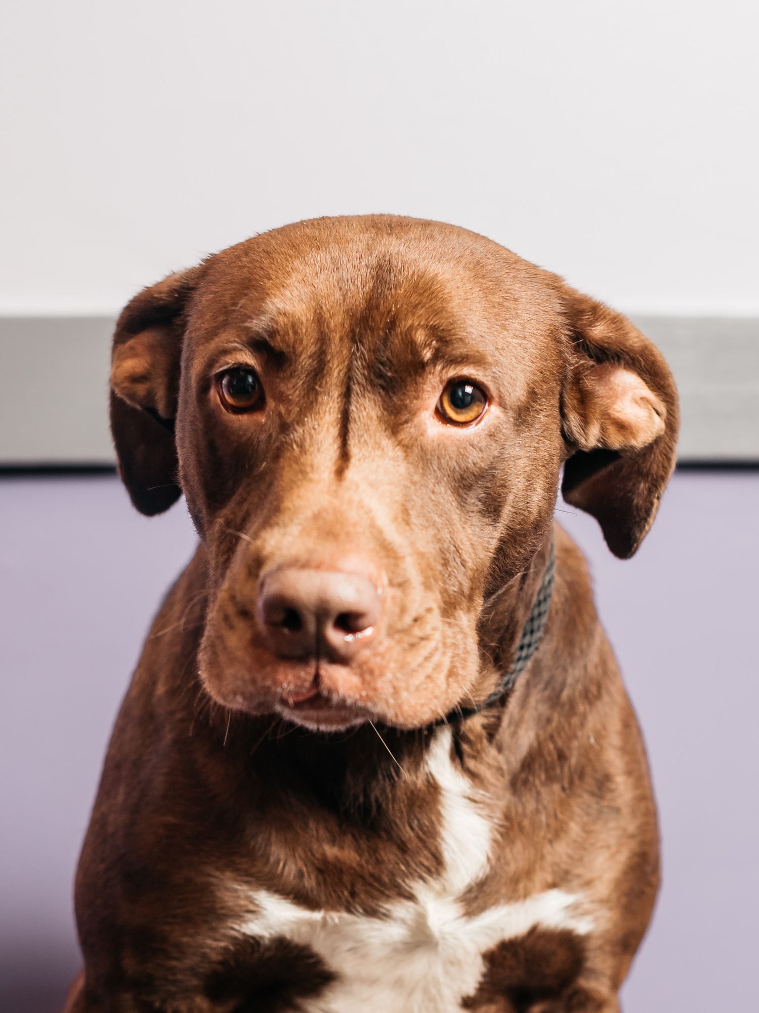 Dog portraits by mjphotograph to promote "adopt don't shop" for the holiday season. Adopt your pet at Panhandle Animal Welfare Society.