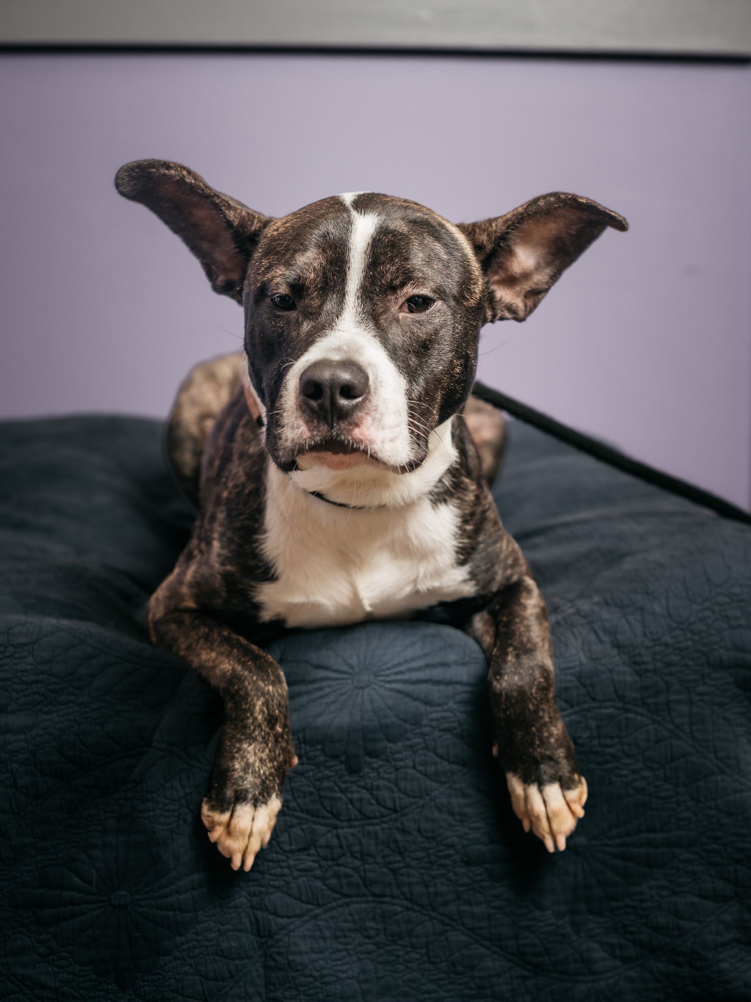 Brown and white dog lying on dark cushion with alert ears and gentle expression.