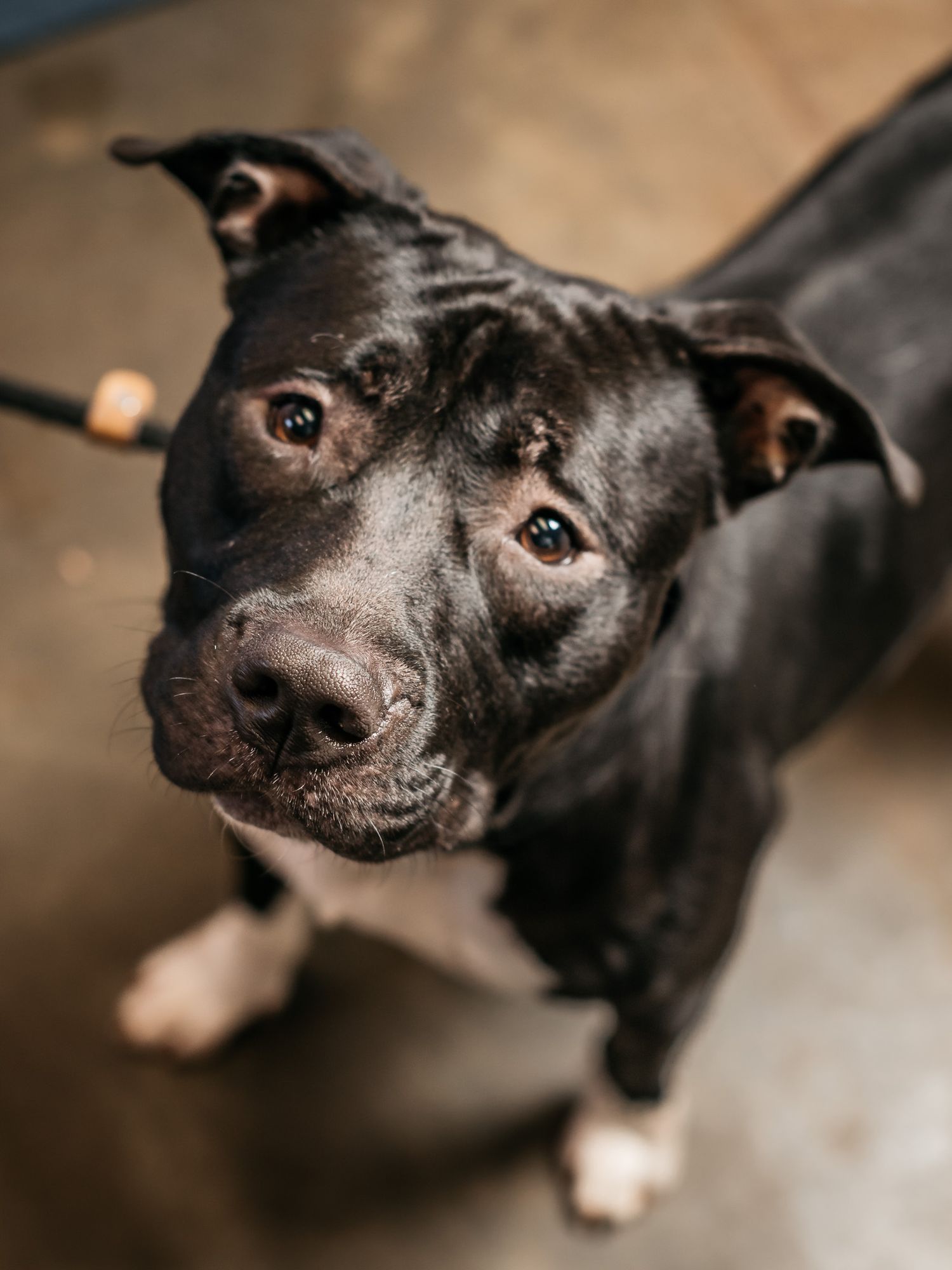 Black and white dog looking up with soulful eyes against wooden floor background.
