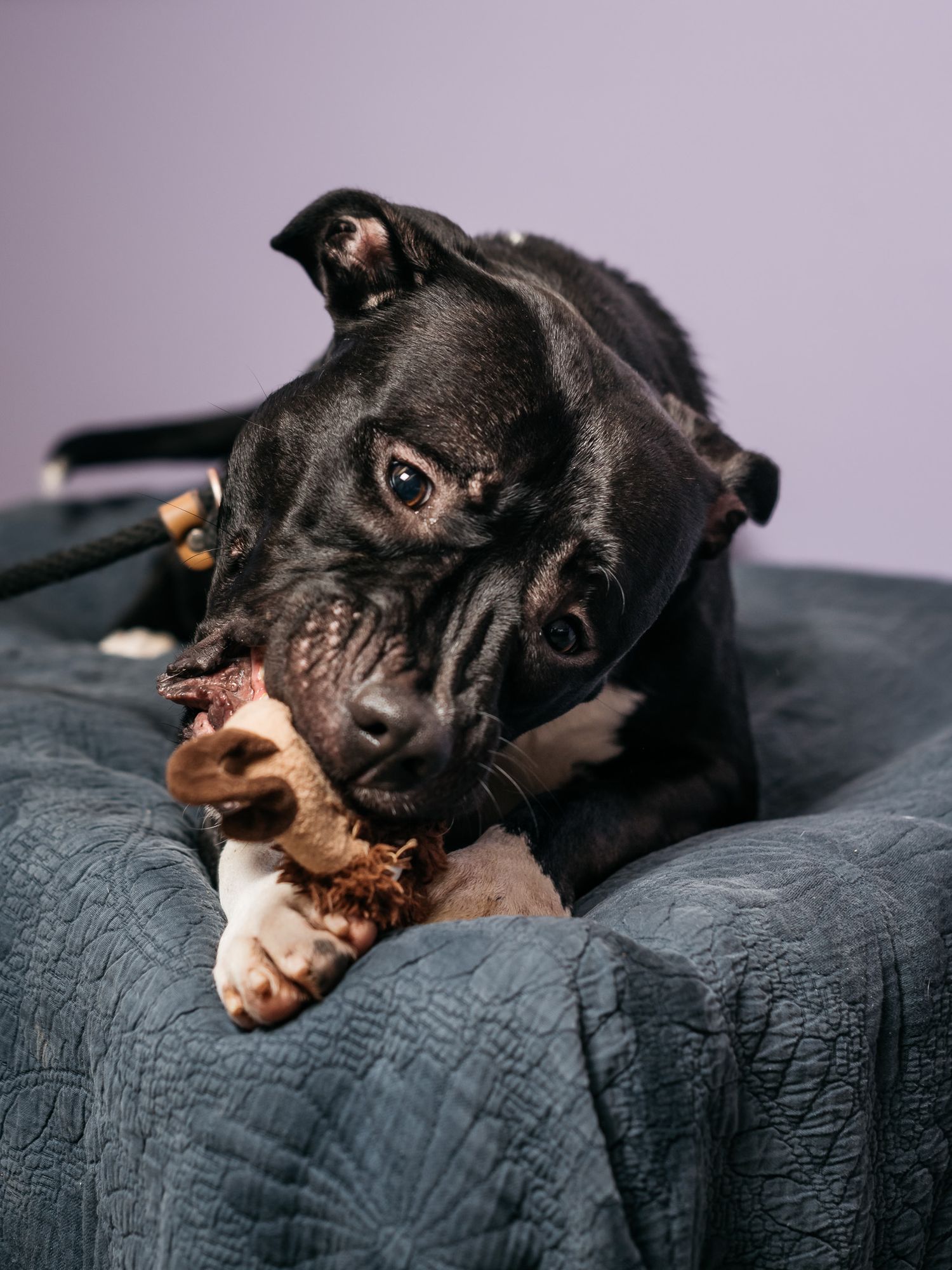 Black and white dog chewing on bone while relaxing on gray couch.