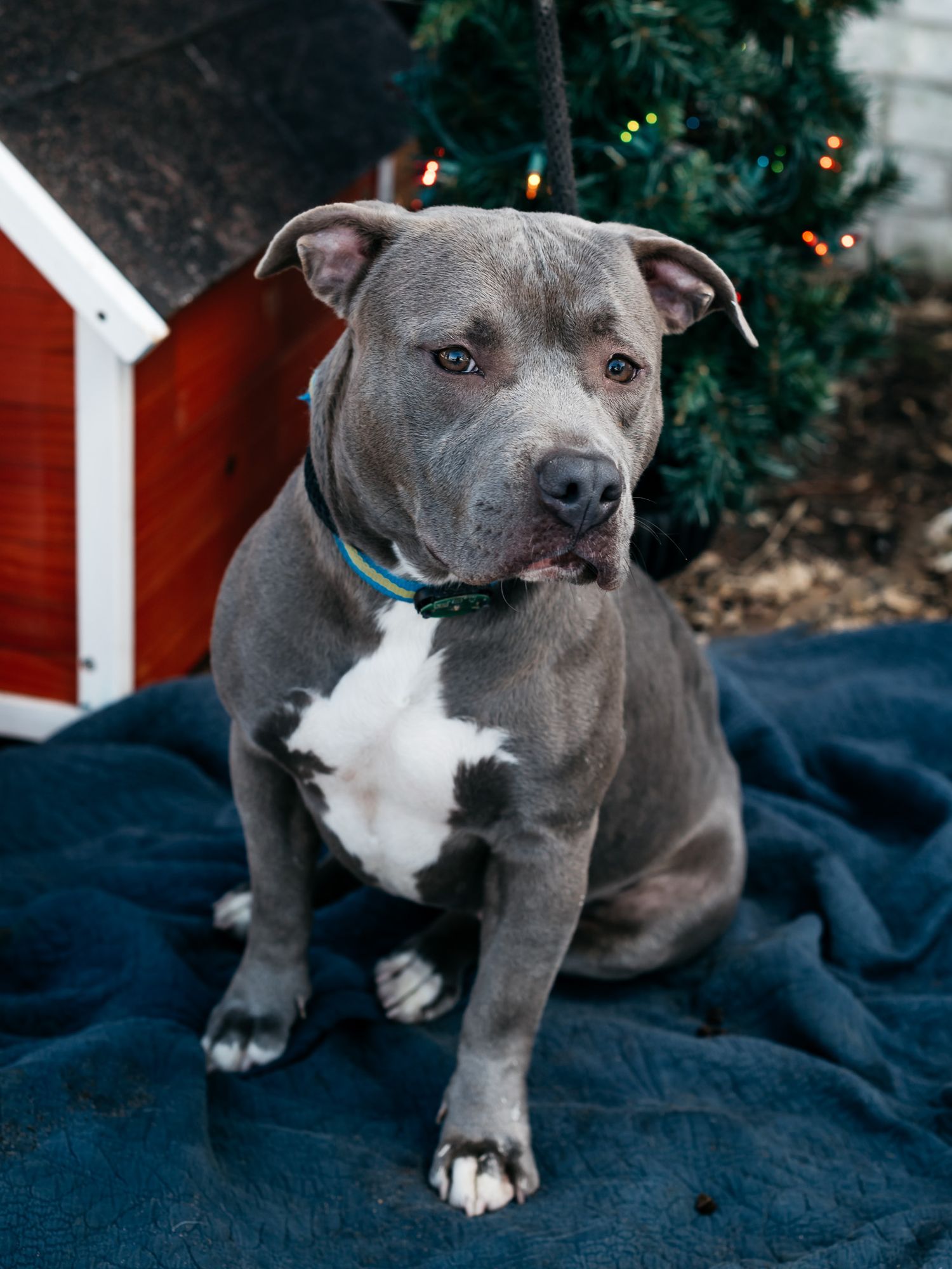 Gray pit bull with white chest wearing blue collar sitting on navy blanket near Christmas decorations.