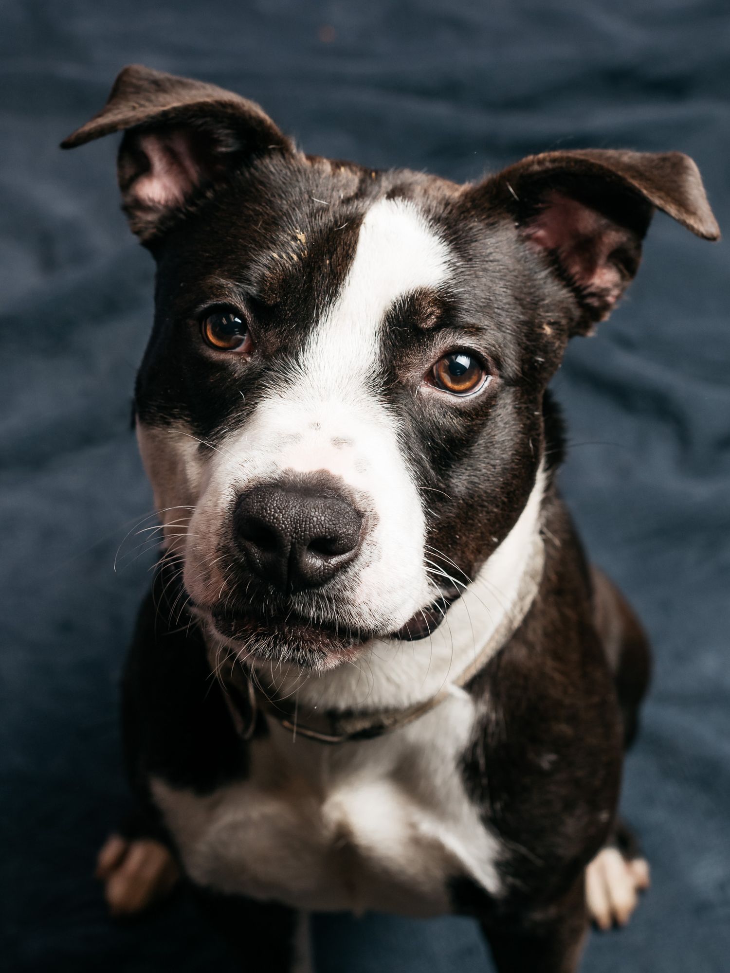 A black and white dog with perky ears shows a friendly expression in a close-up portrait series.