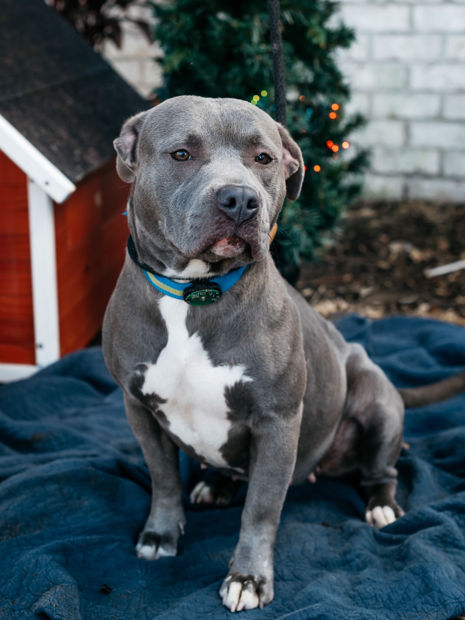 Muscular gray pit bull with white chest marking wearing teal collar poses outdoors.