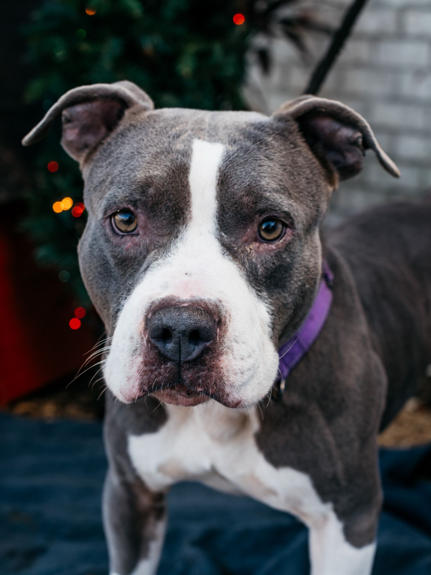 Gray and white pit bull wearing purple collar poses in front of Christmas lights.