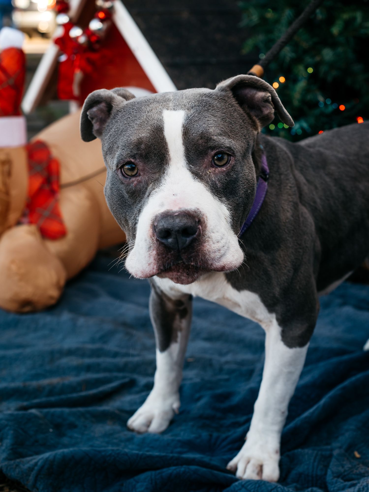 Black and white pit bull dog sitting on blue blanket with Christmas decorations in background.