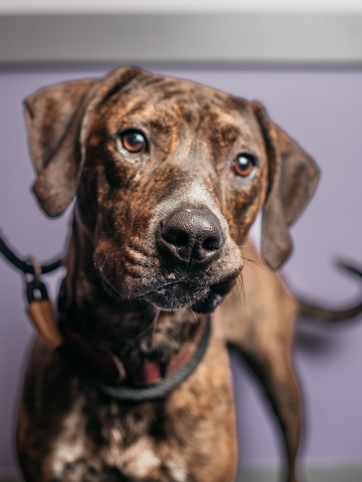 Brindle colored hound mix dog wearing black collar in close-up portrait.