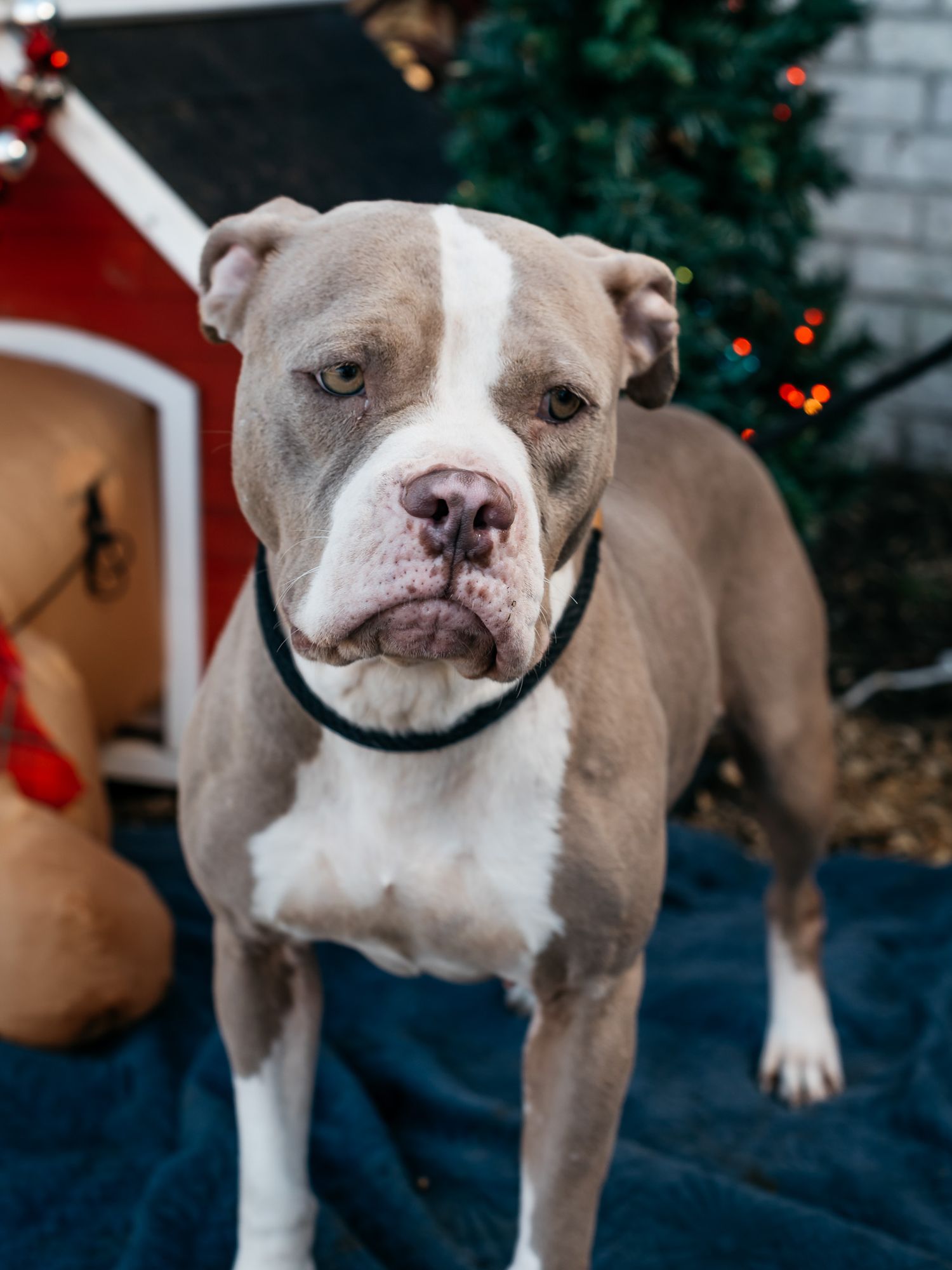 Gray and white pit bull wearing black harness stands against holiday backdrop.