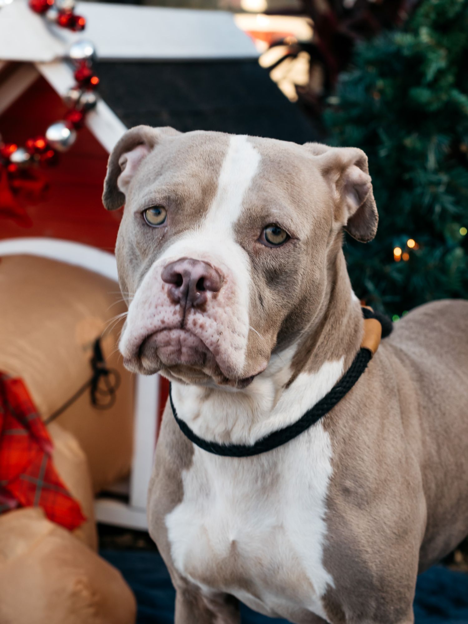 Grey and white pit bull dog wearing black collar poses in front of Christmas decor.