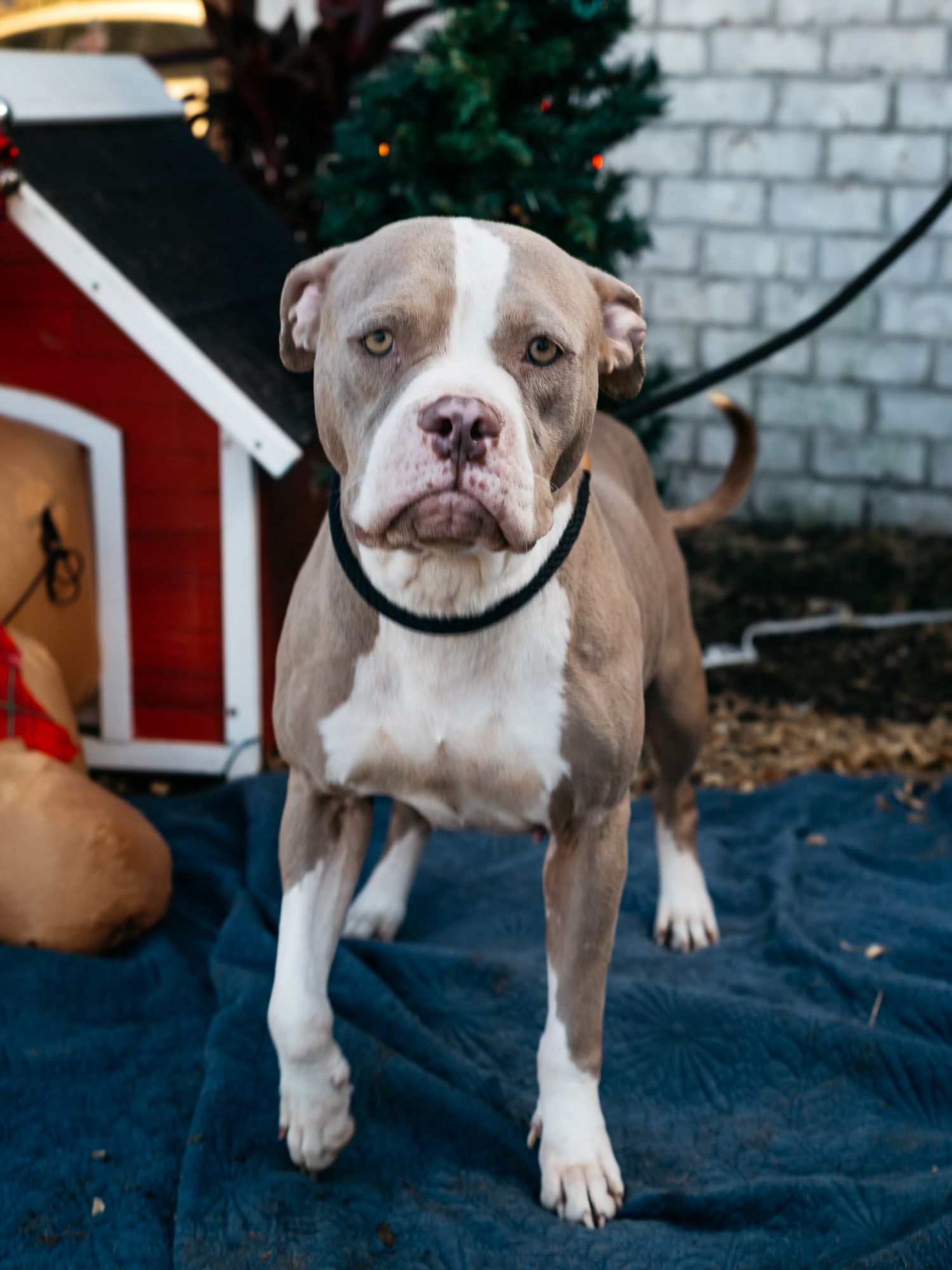 Athletic pit bull with white and gray coloring poses on blue blanket near red doghouse.