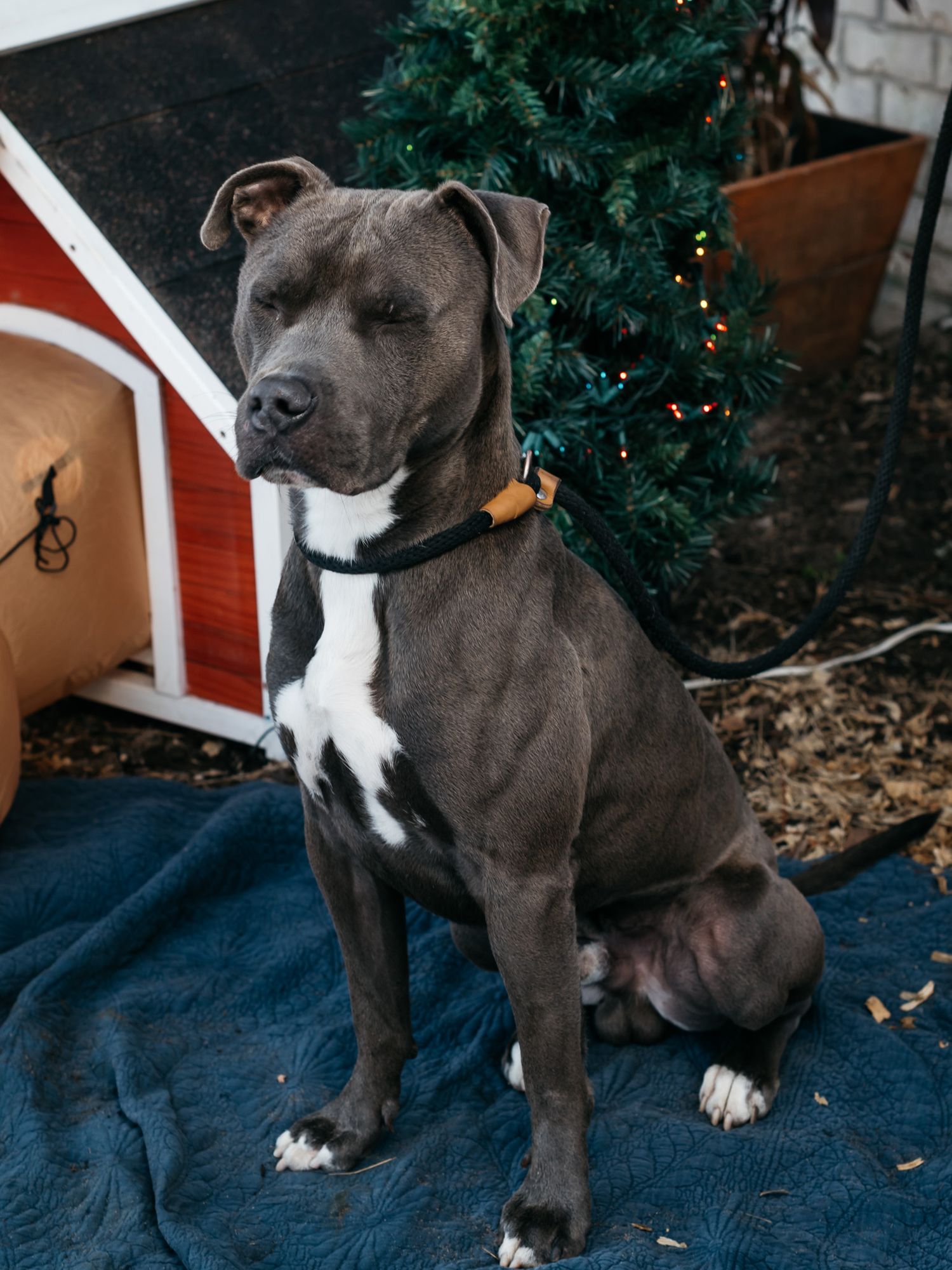Grey pit bull terrier sitting regally on blue blanket near Christmas tree and red doghouse.