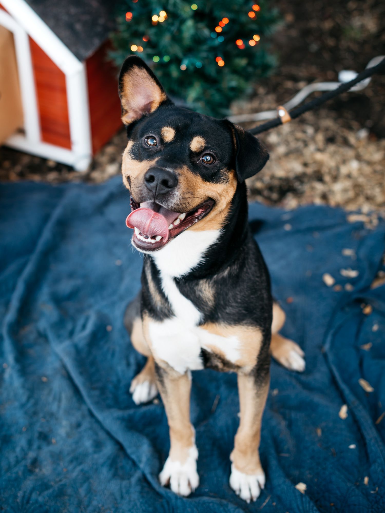 Happy black and tan mixed breed dog sitting on blue blanket with festive background.