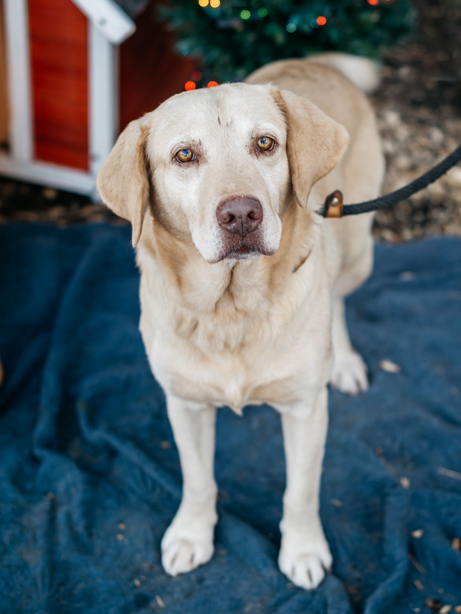 Yellow Labrador retriever standing on blue blanket with Christmas decorations behind.