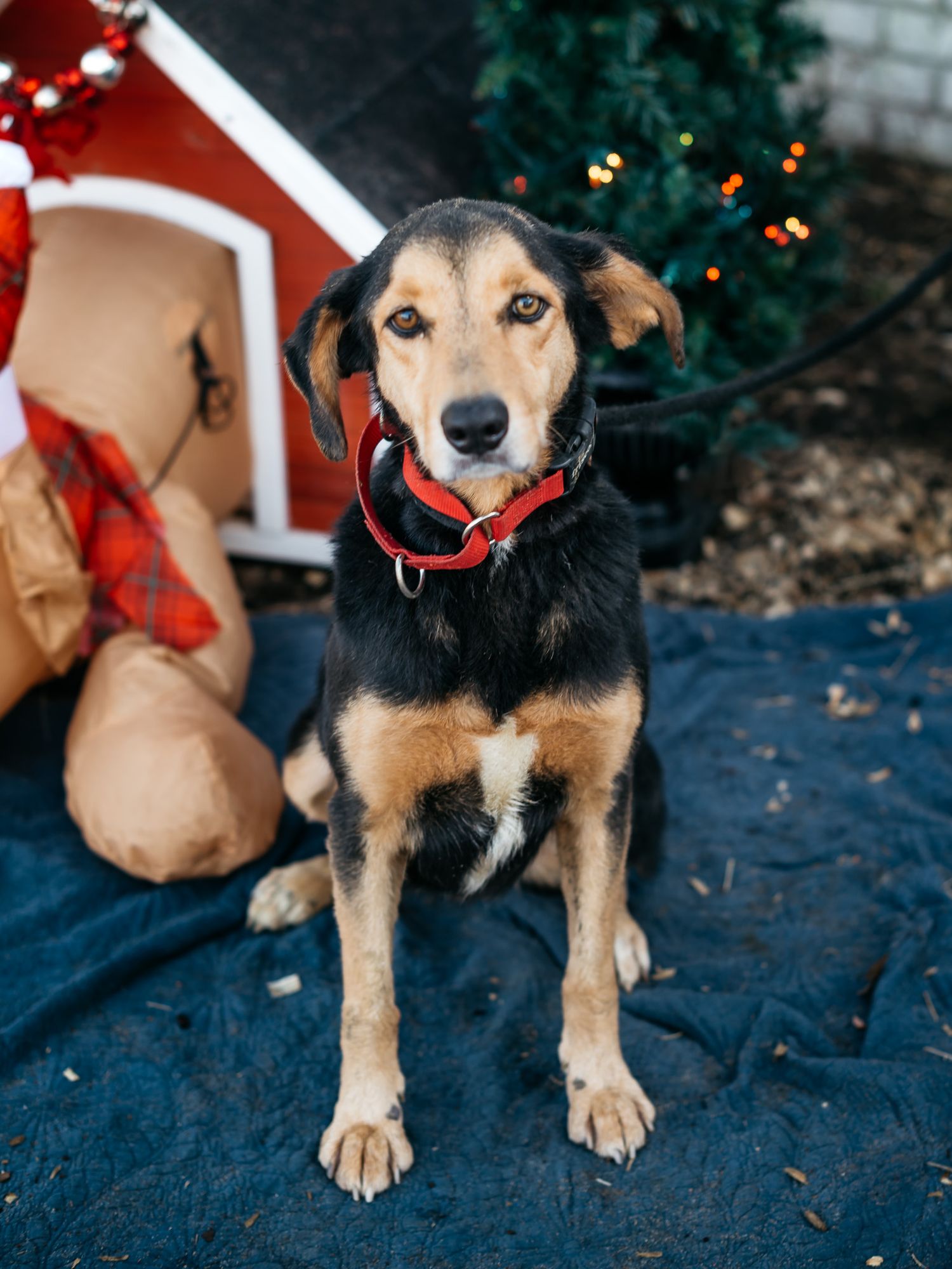Mixed breed dog with black and tan coat wearing red collar poses by holiday decorations.