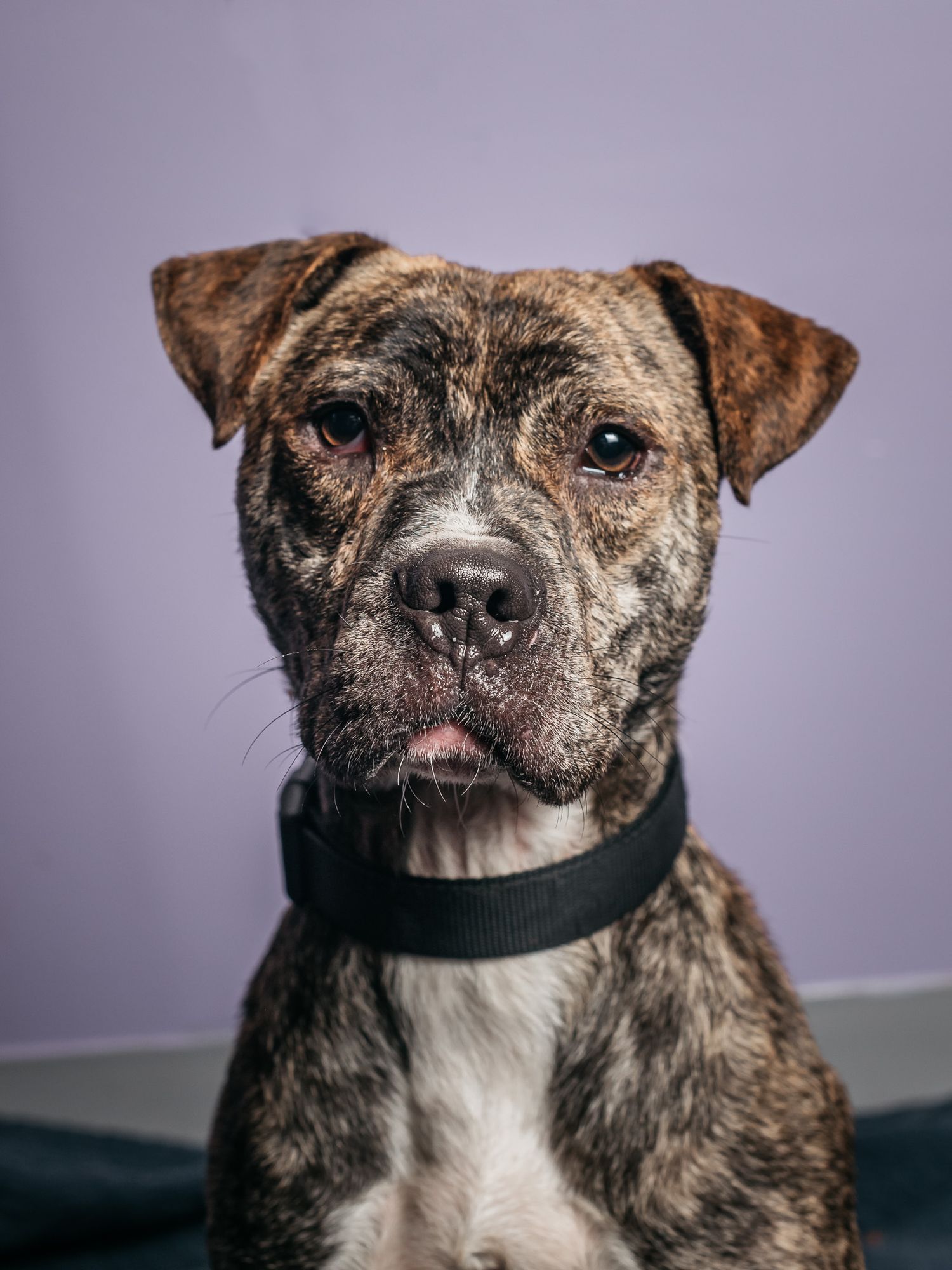 A senior brindle dog with graying face poses against a purple background in various expressions.