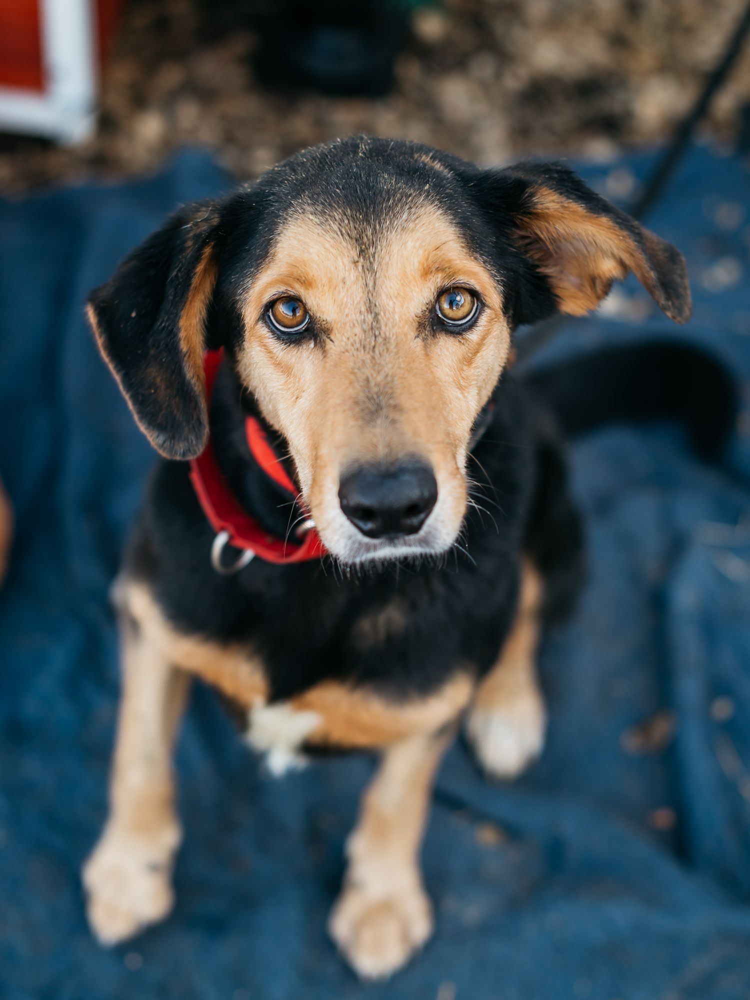 Black and tan mixed breed dog with pointed ears wearing red collar looks at camera.