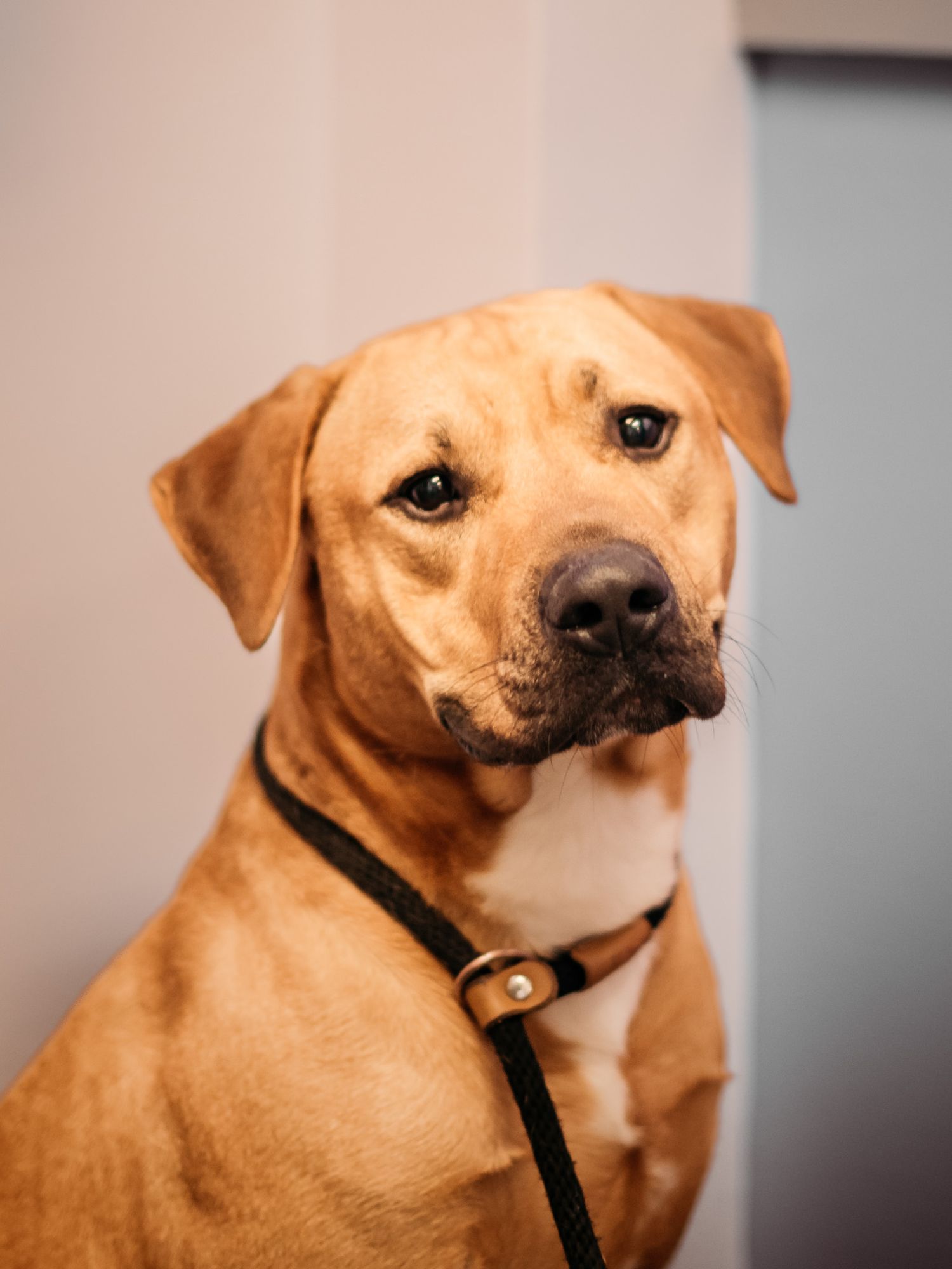 A tan colored dog wearing a black collar poses for a series of expressive head shots.