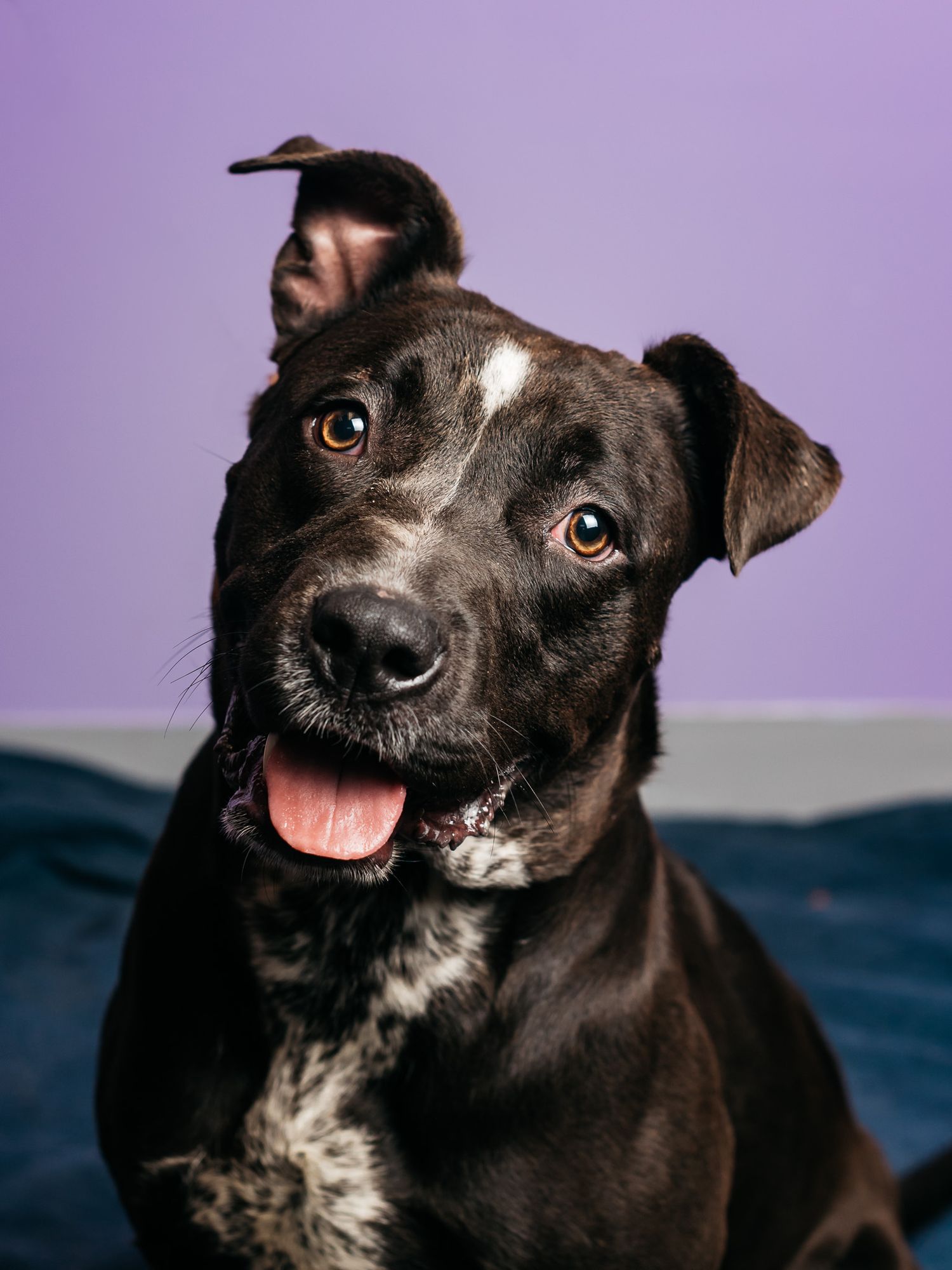 A black mixed breed dog shows playful expressions against a purple studio backdrop.