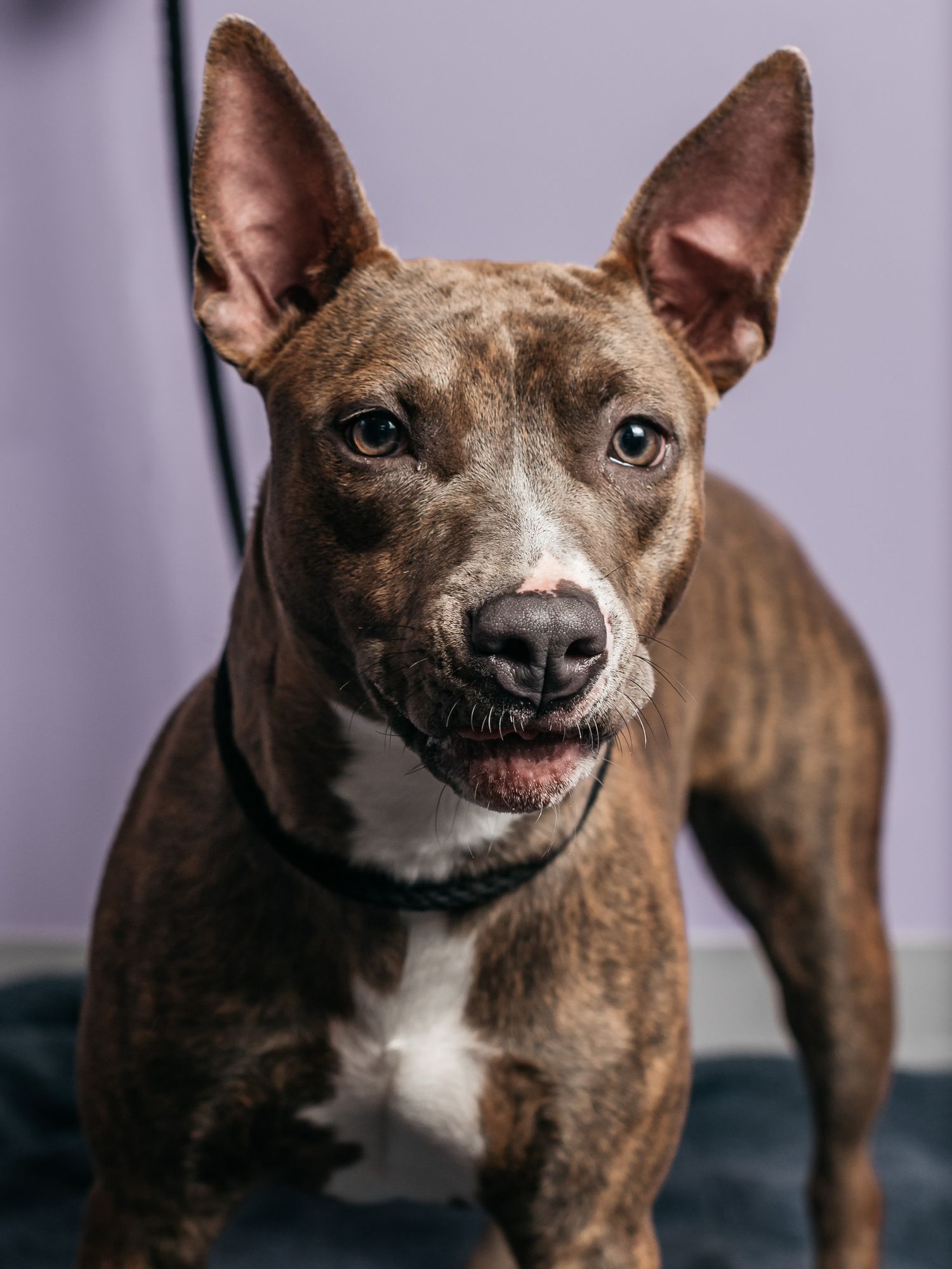 A brindle pit bull type dog displays friendly expressions in multiple portrait shots.