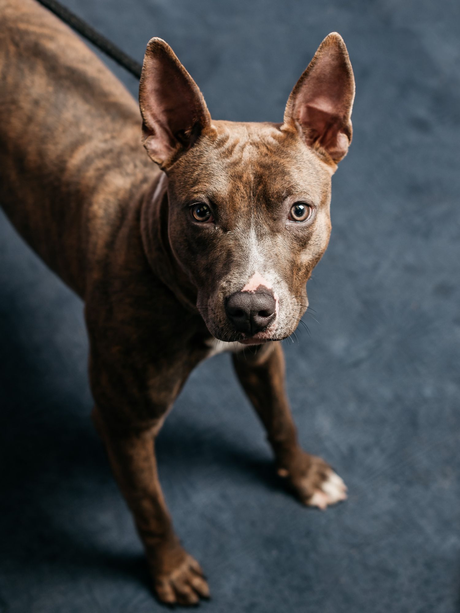 A muscular brown dog photographed from various low angles against a dark background.