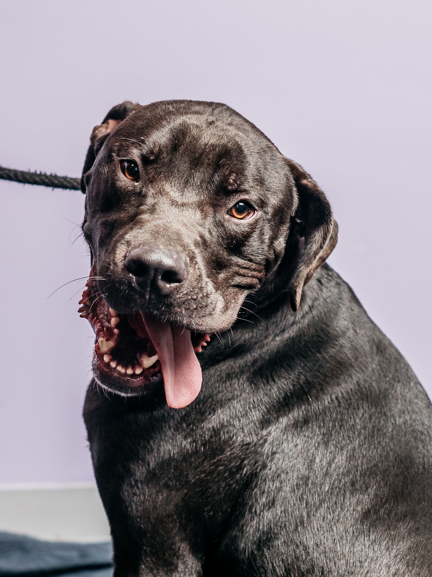 A black dog shows various animated expressions and poses in studio lighting.