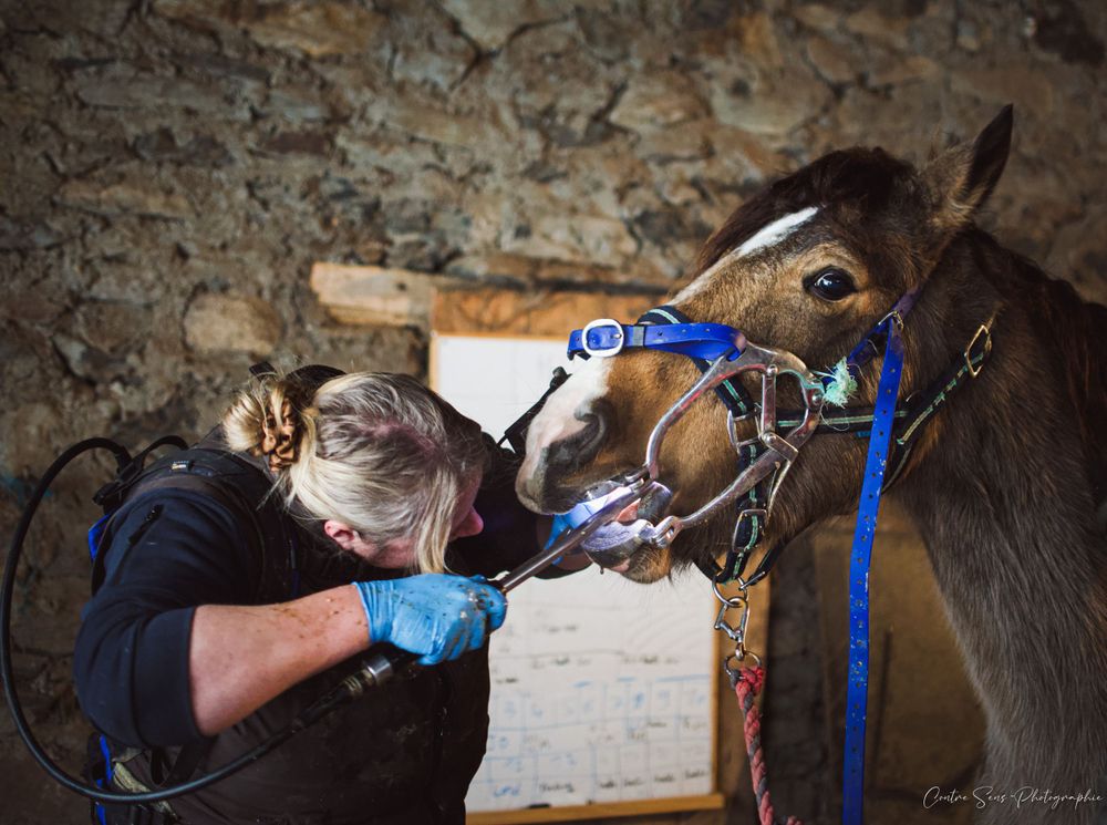 photo dentiste equin
