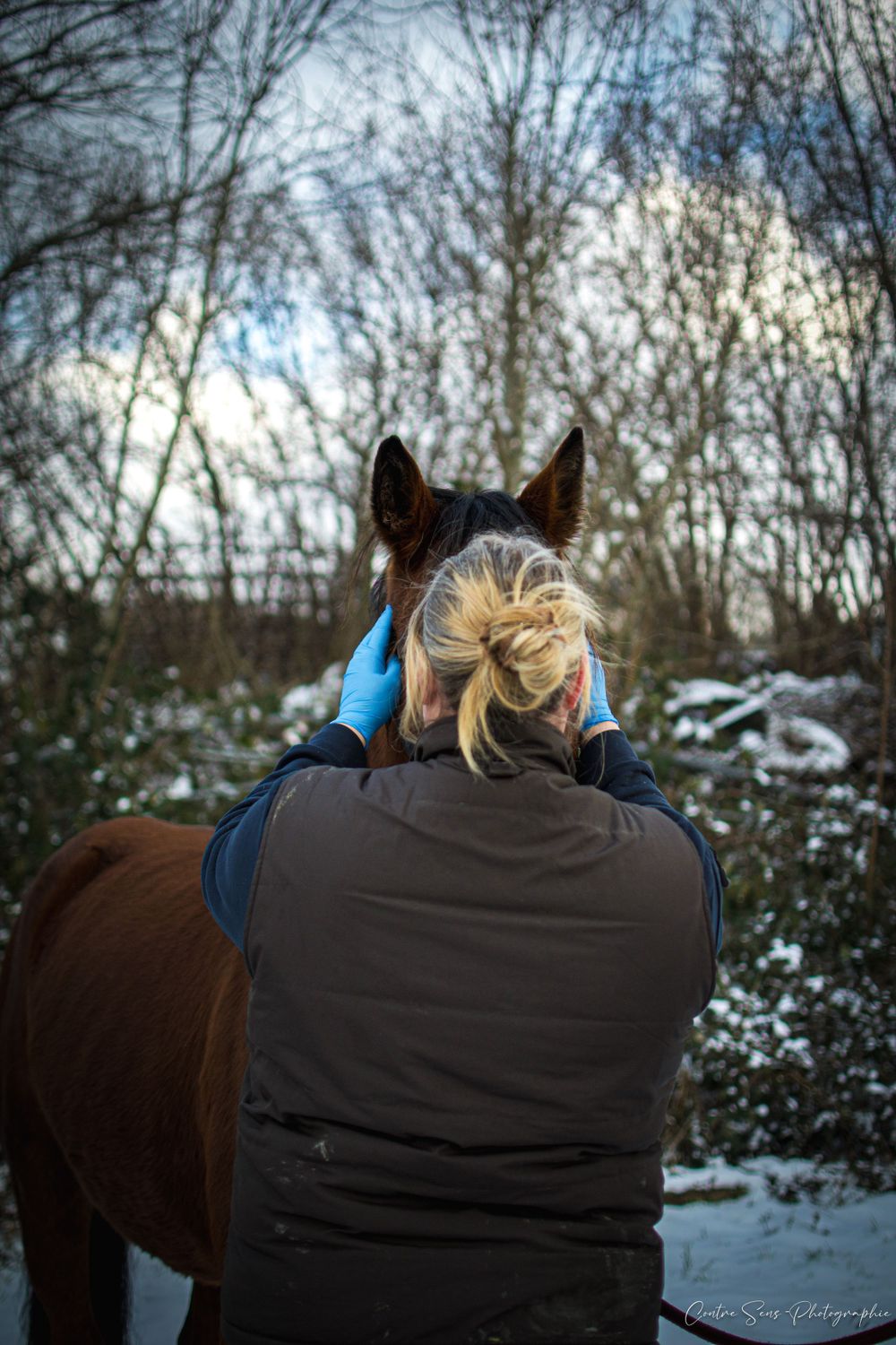 photo dentiste equin