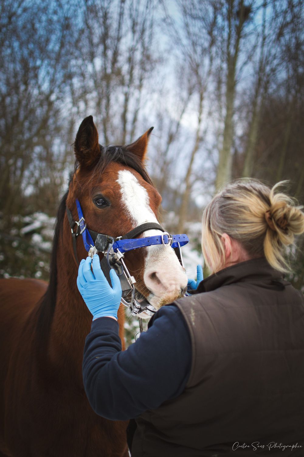 photo dentiste equin
