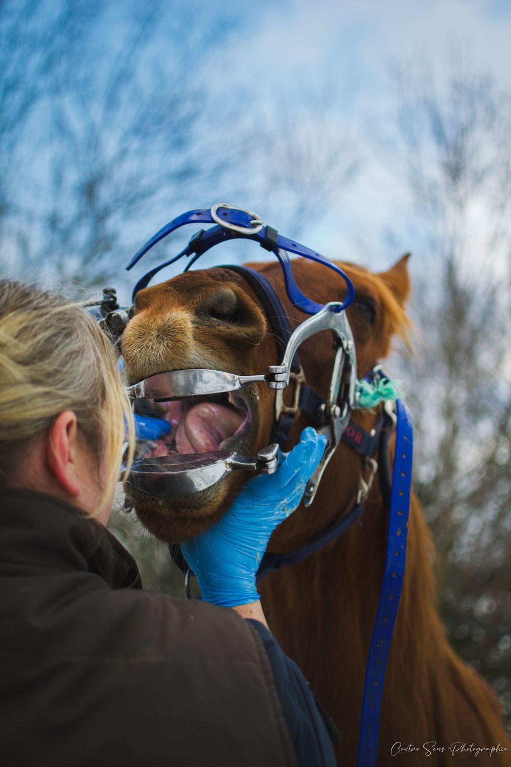 photo dentiste equin