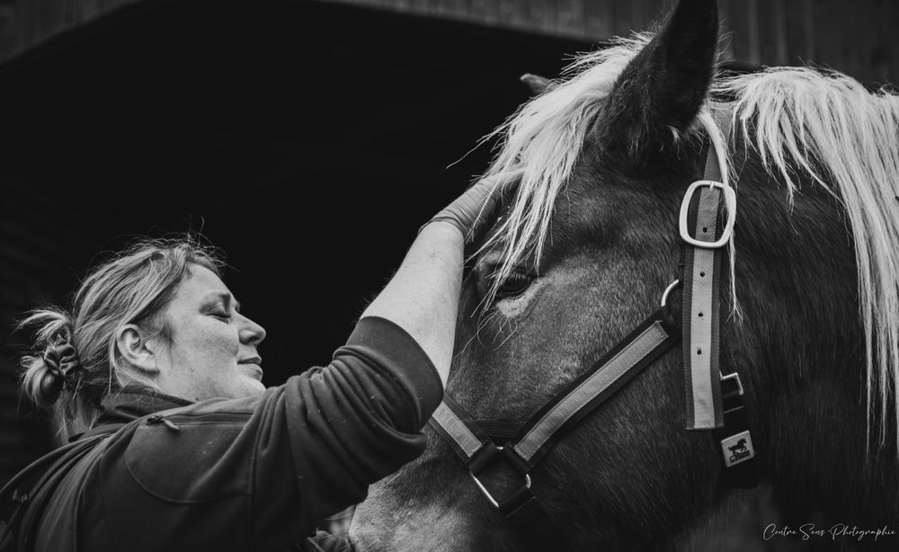 photo dentiste equin