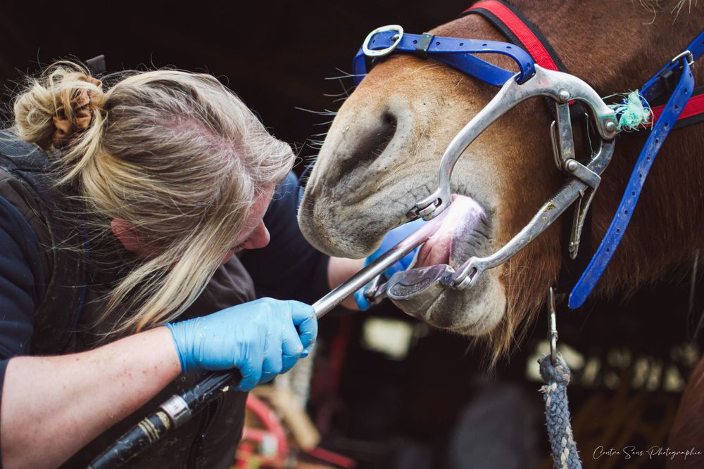 photo dentiste equin