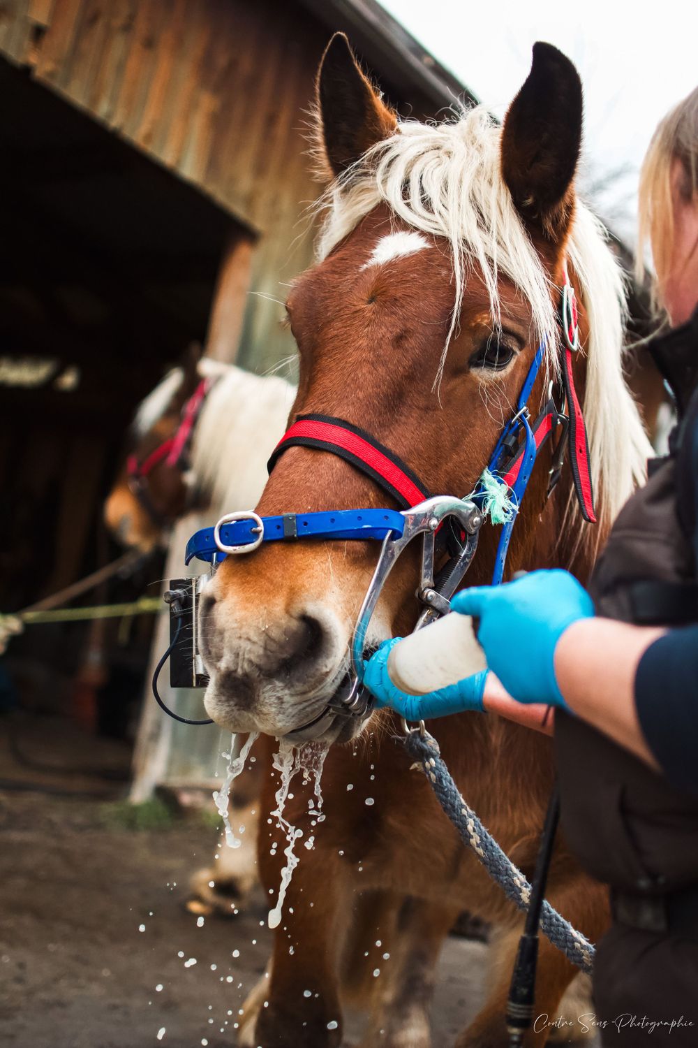 photo dentiste equin