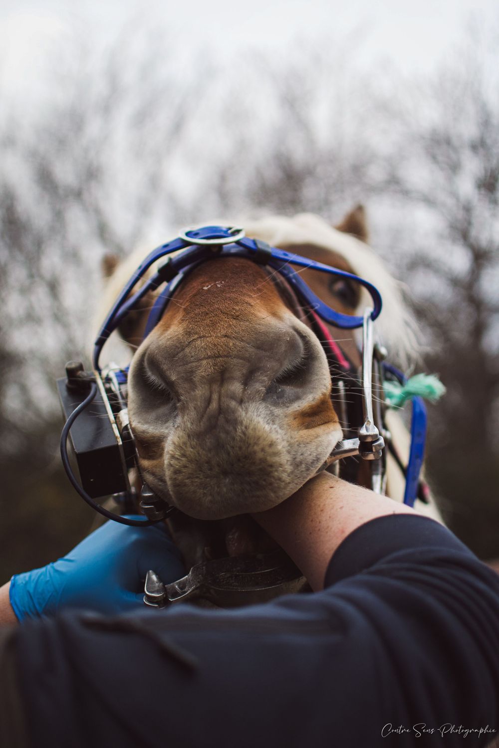 photo dentiste equin