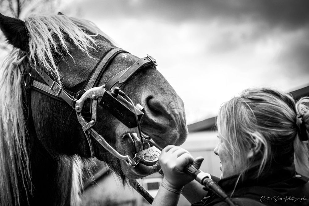 photo dentiste equin